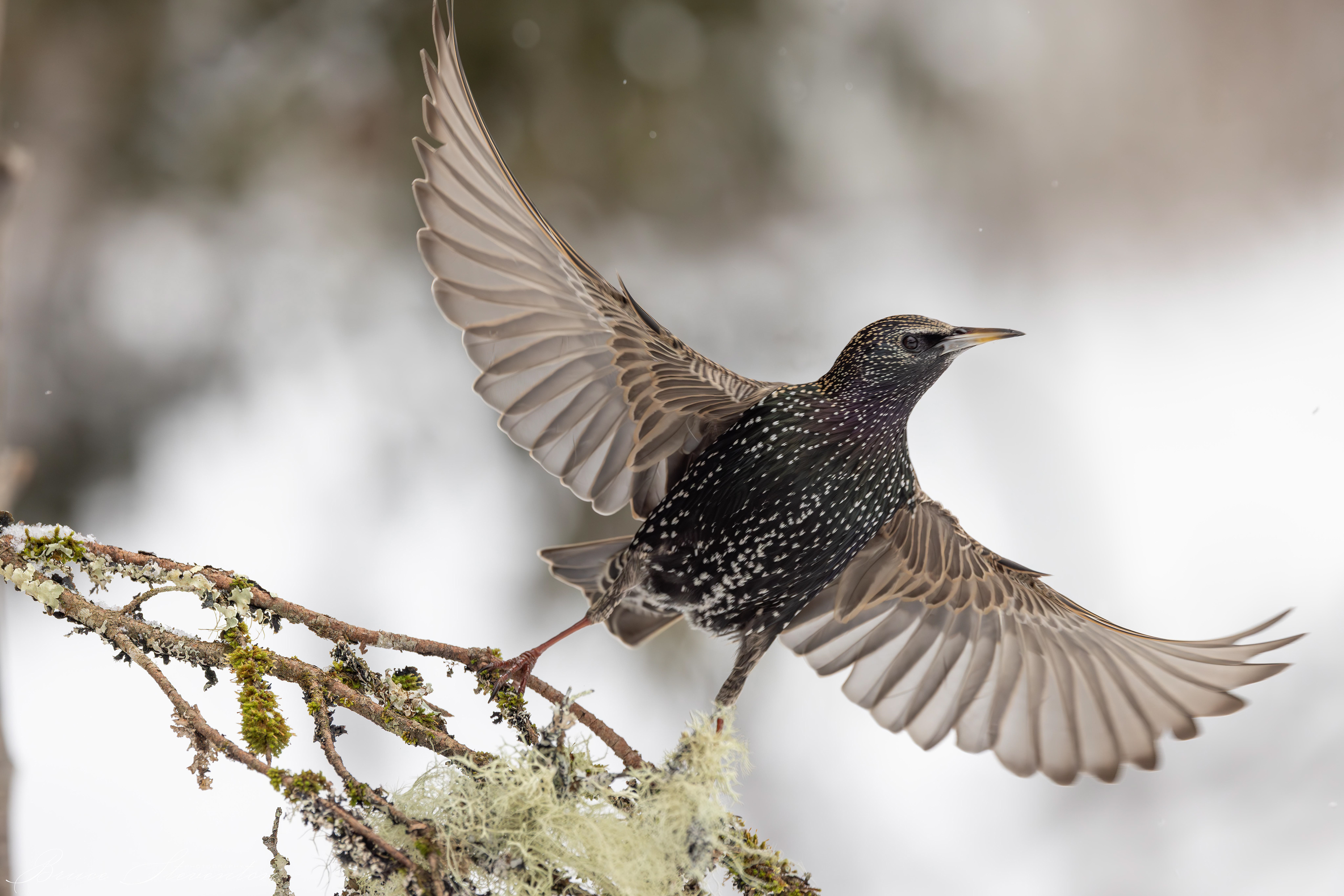 European Starling