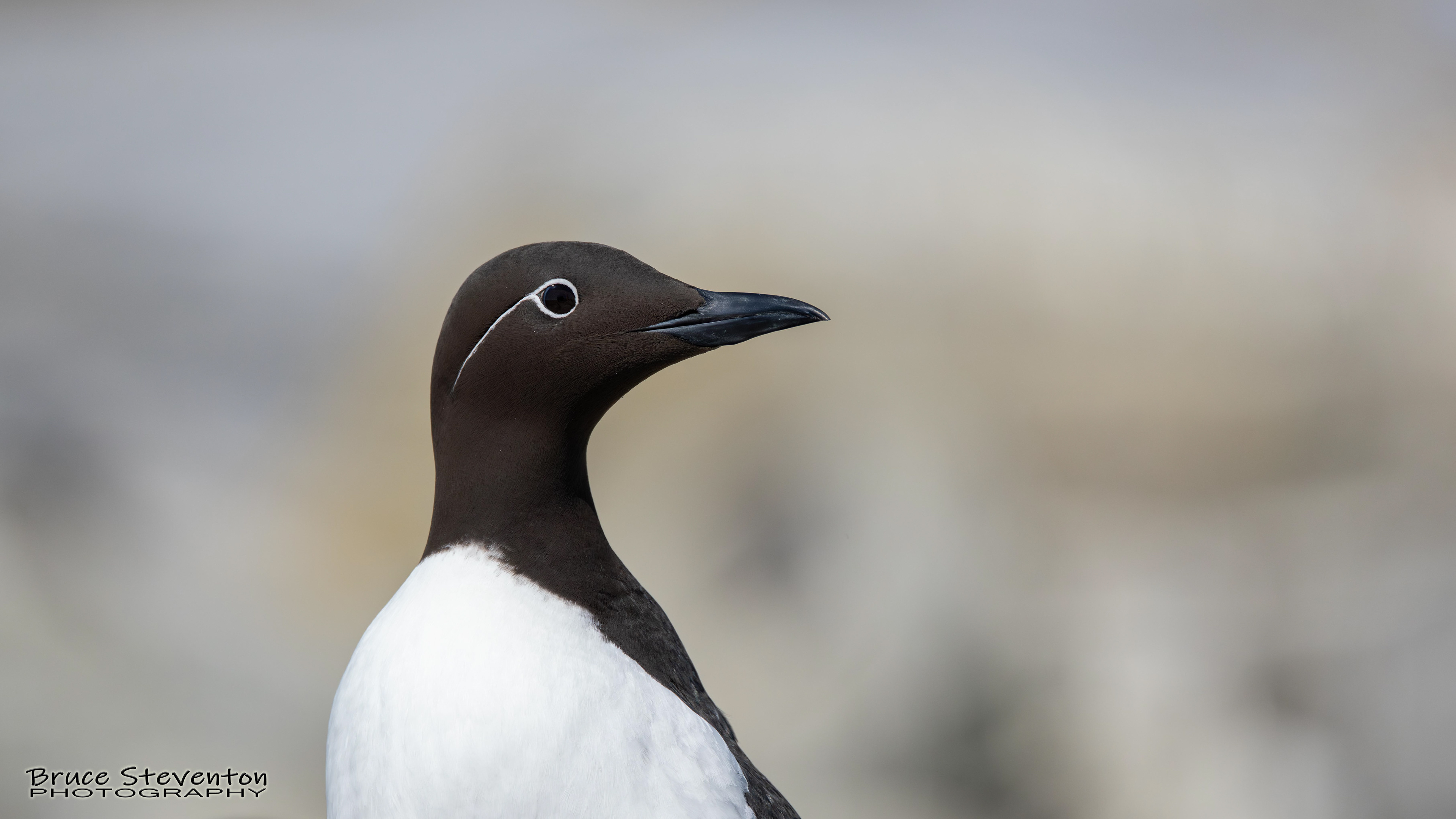 Common Murre