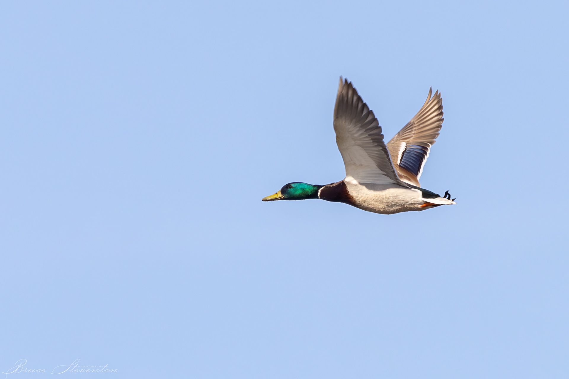 Mallard