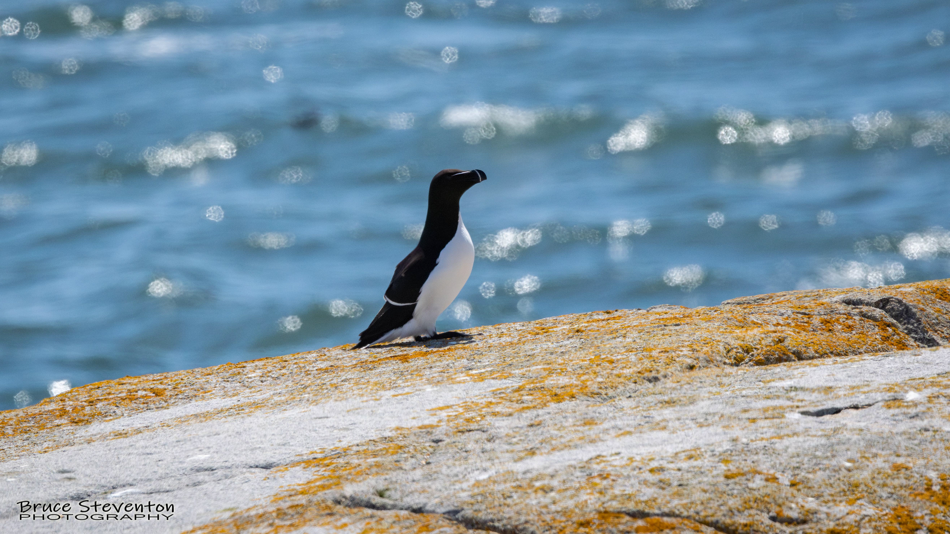 Razorbill