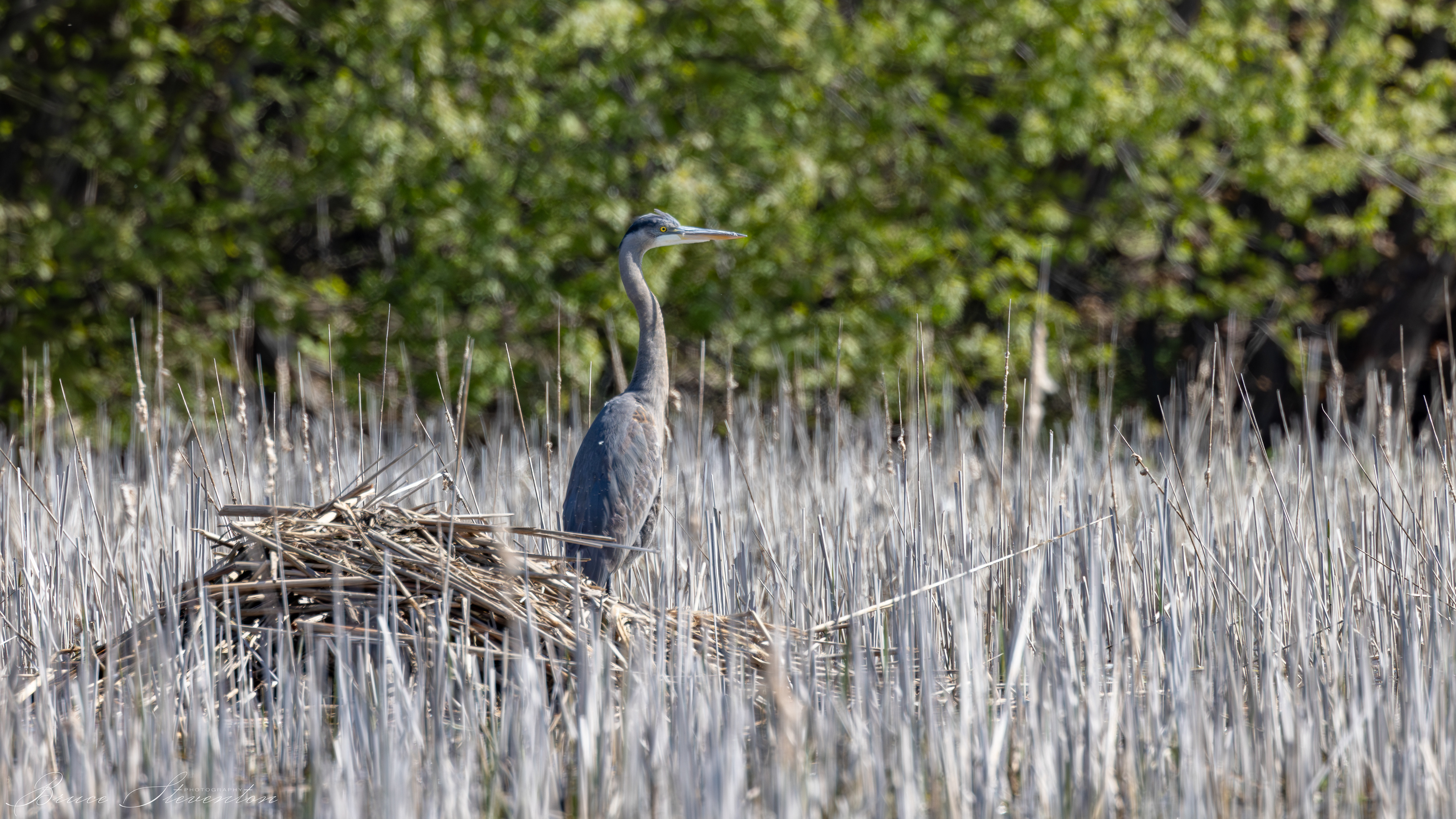 Great Blue Heron