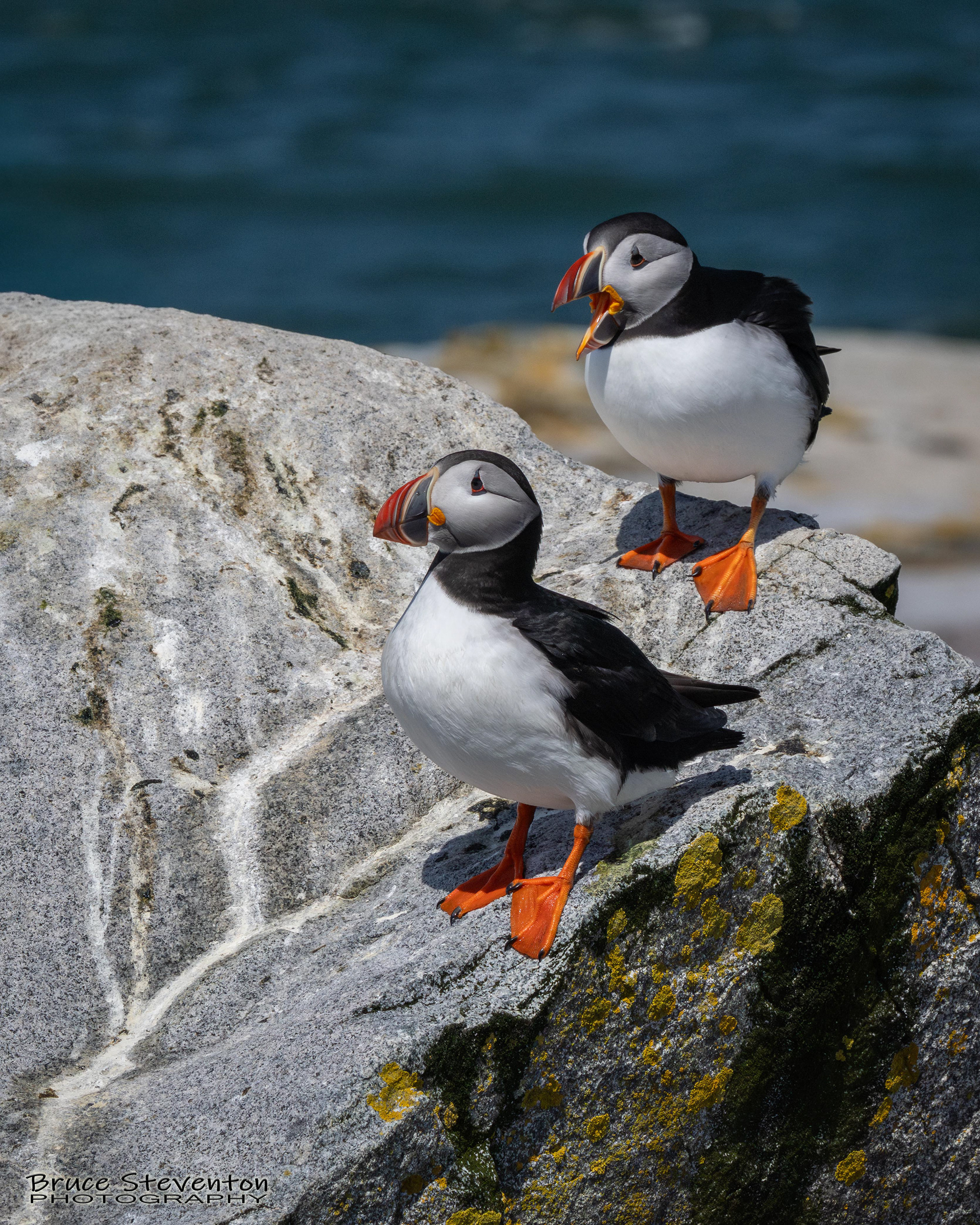 Atlantic Puffin