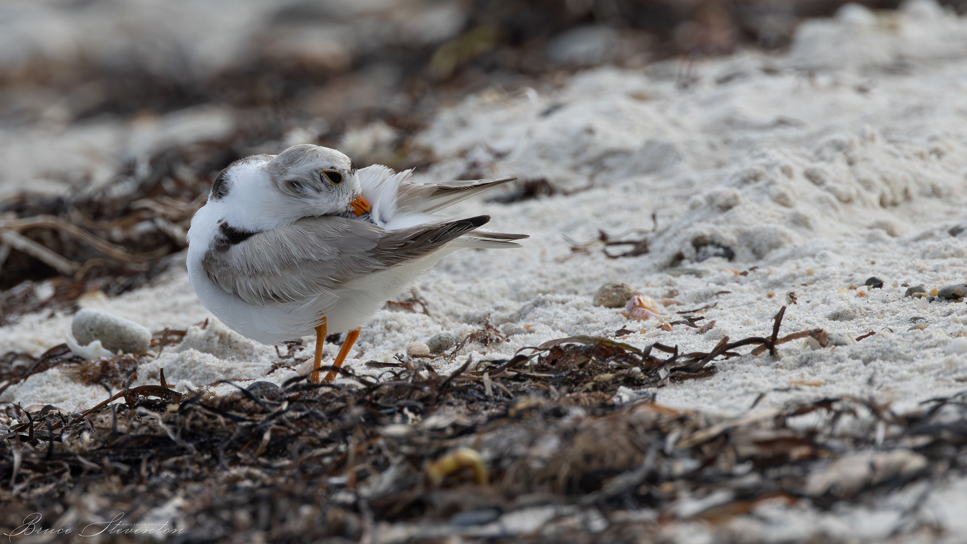 Piping Plover