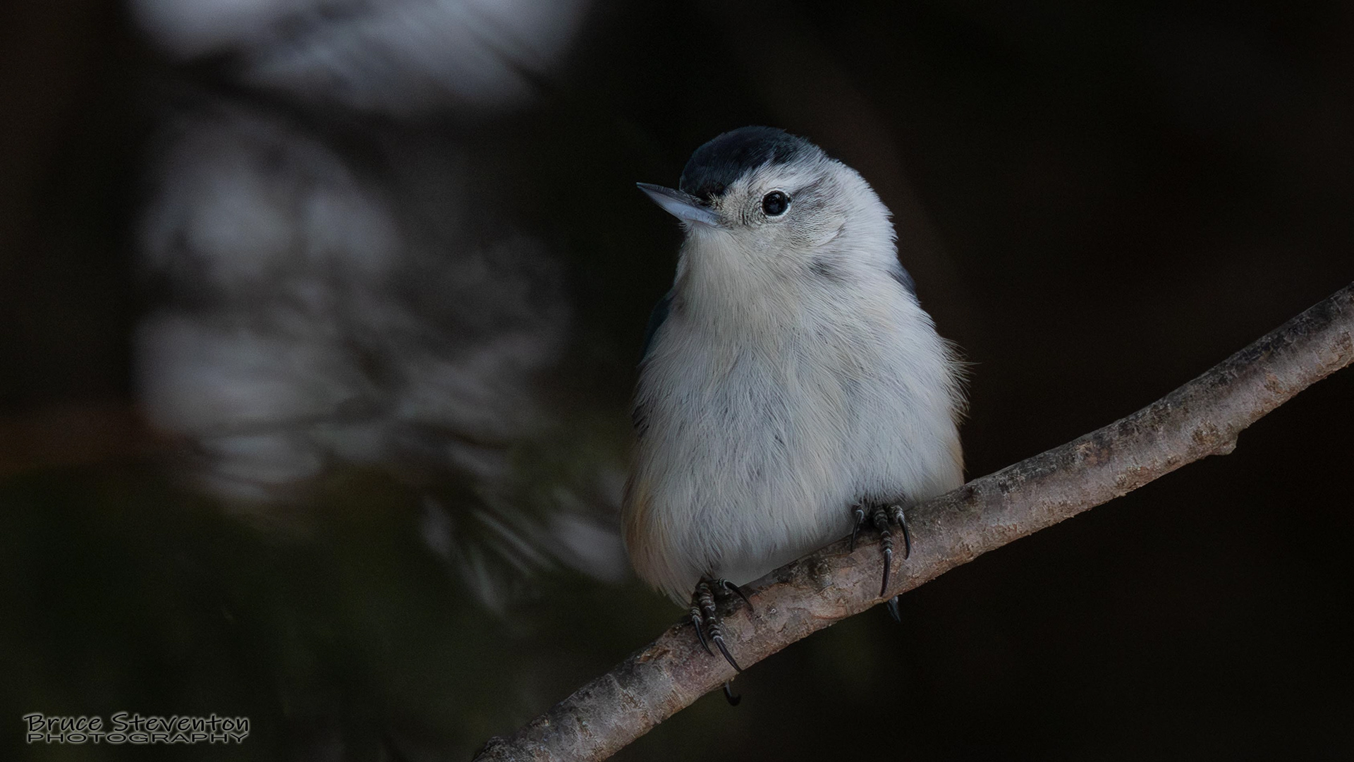 White-breasted Nuthatch