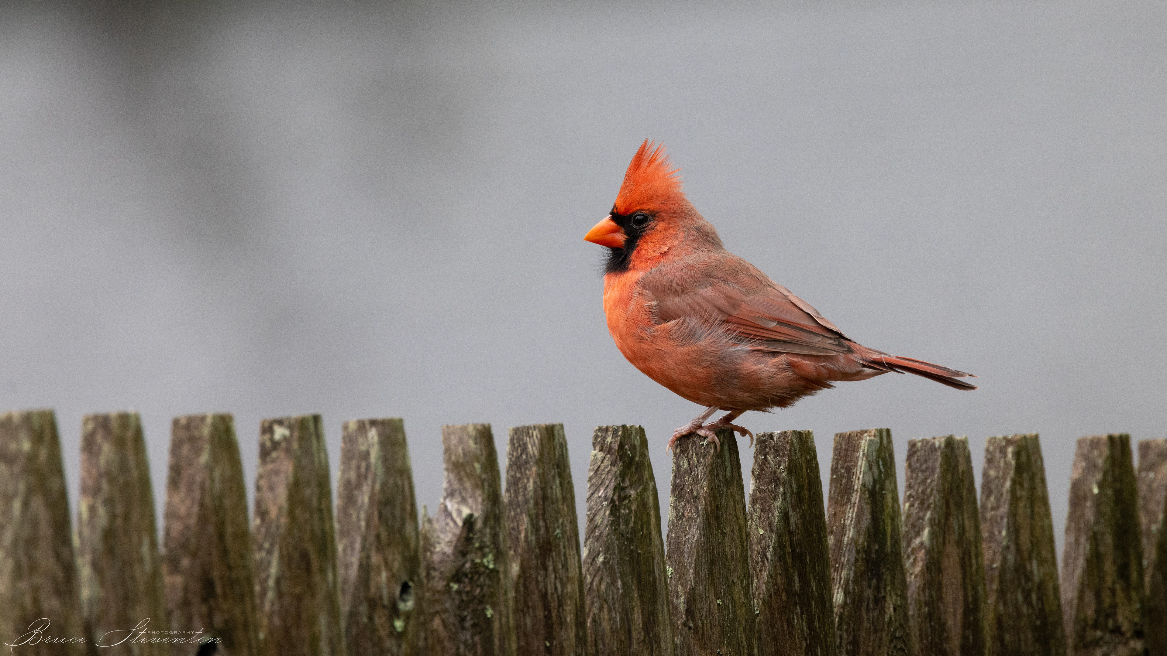 Northern Cardinal