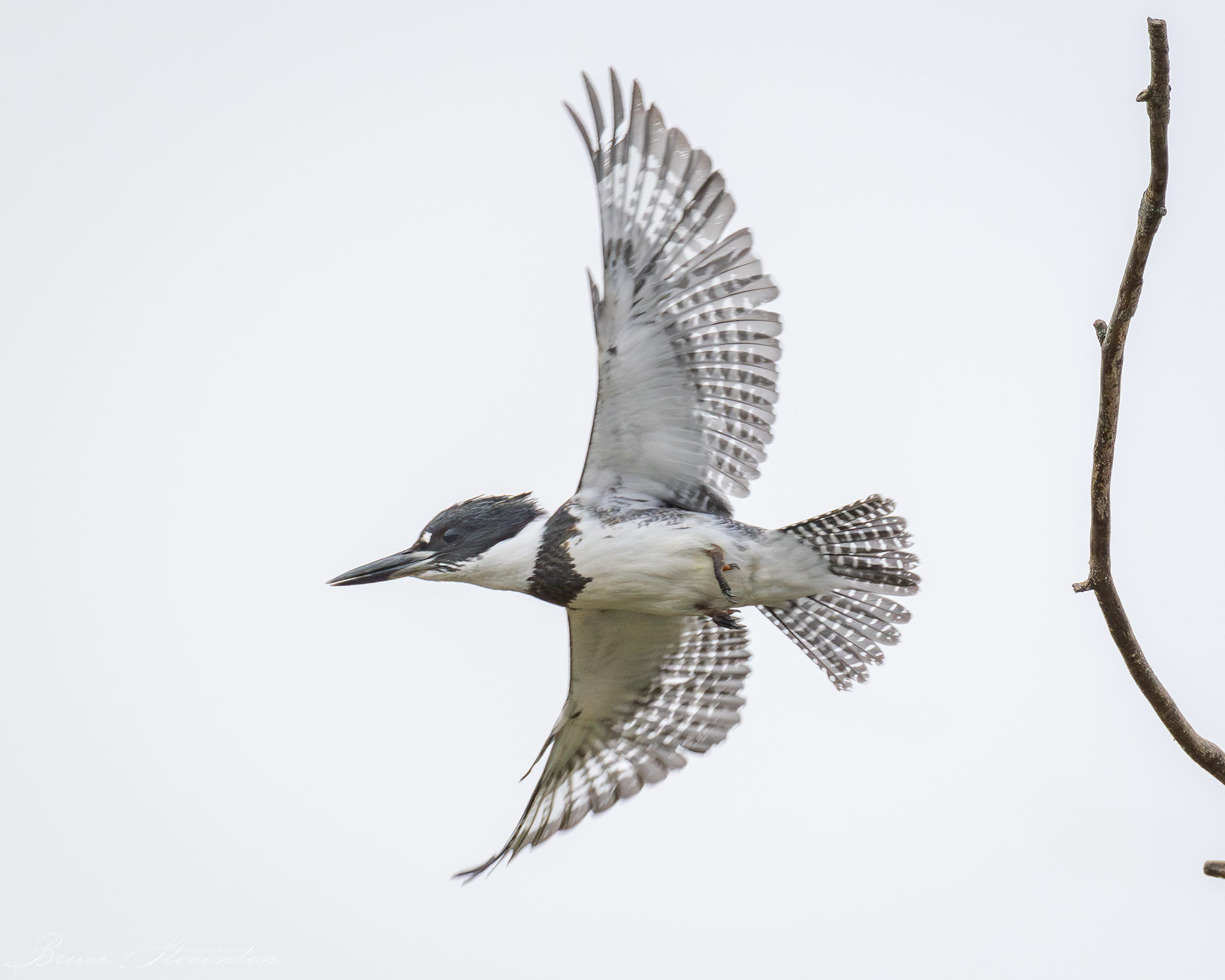 Belted Kingfisher (M)