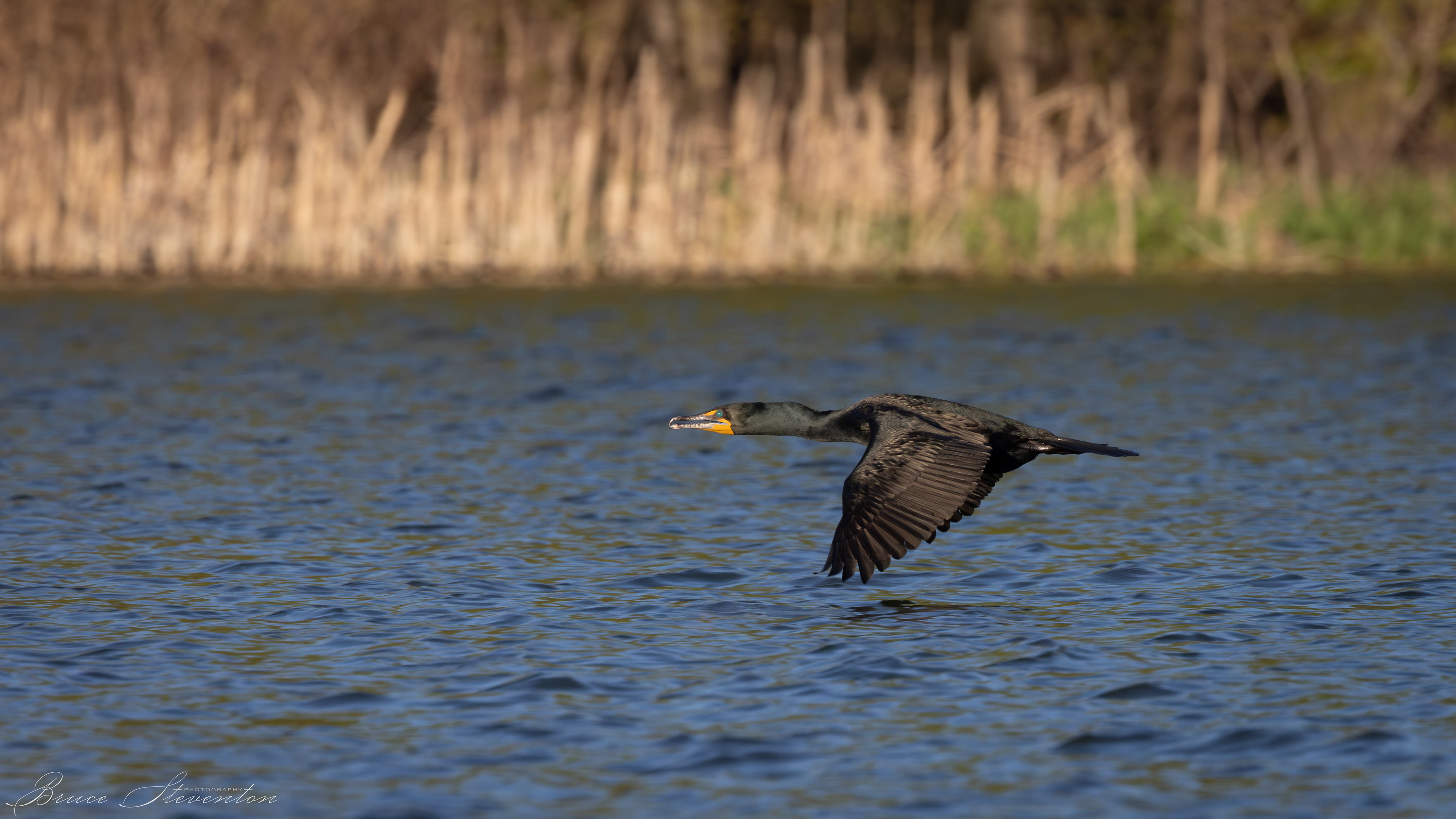 Double-crested Cormerant
