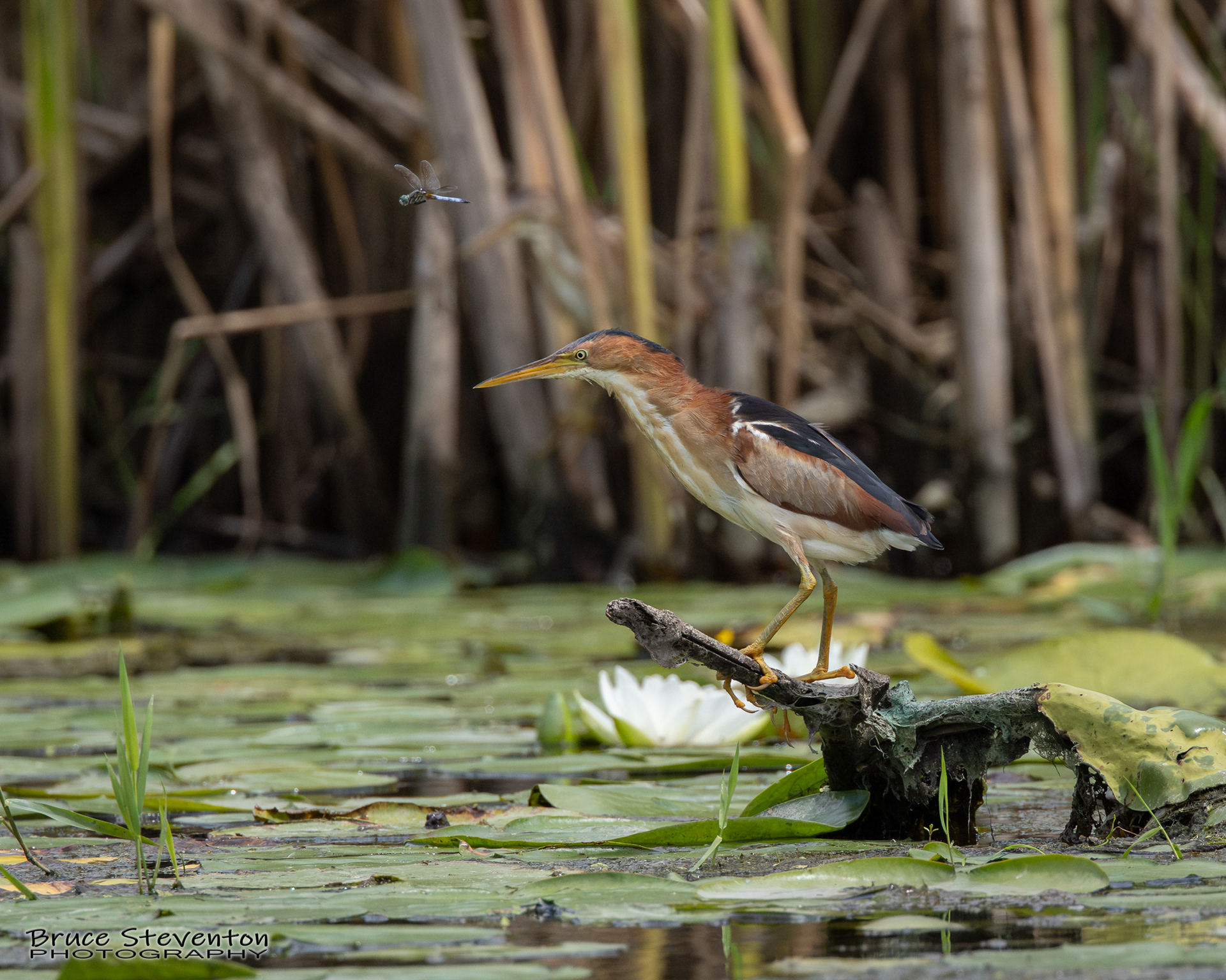 Least Bittern
