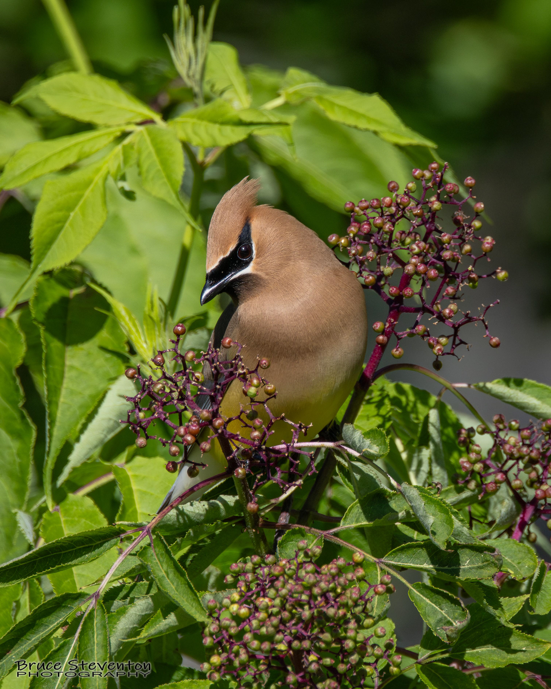 Cedar Waxwing