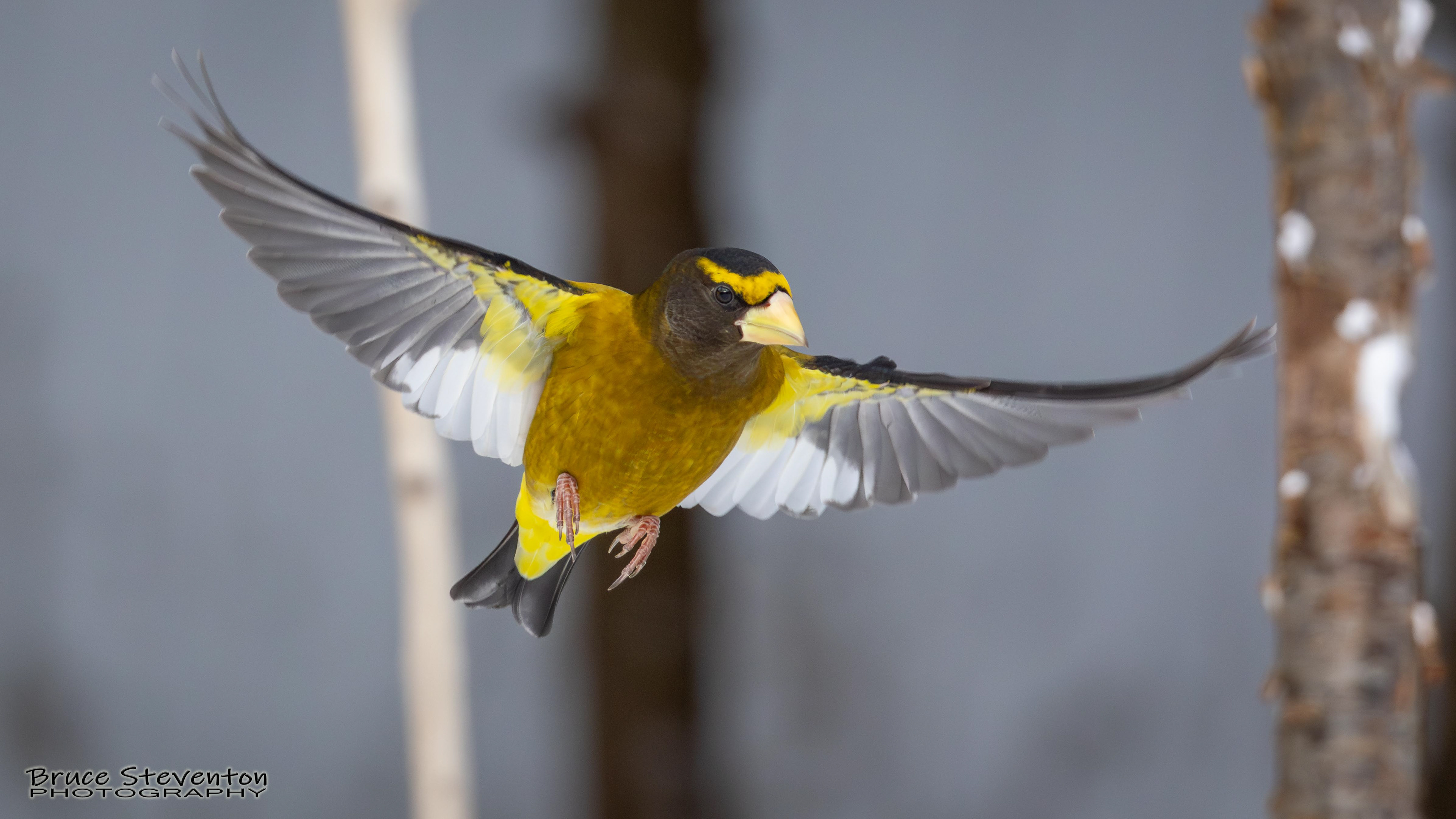 Evening Grosbeak