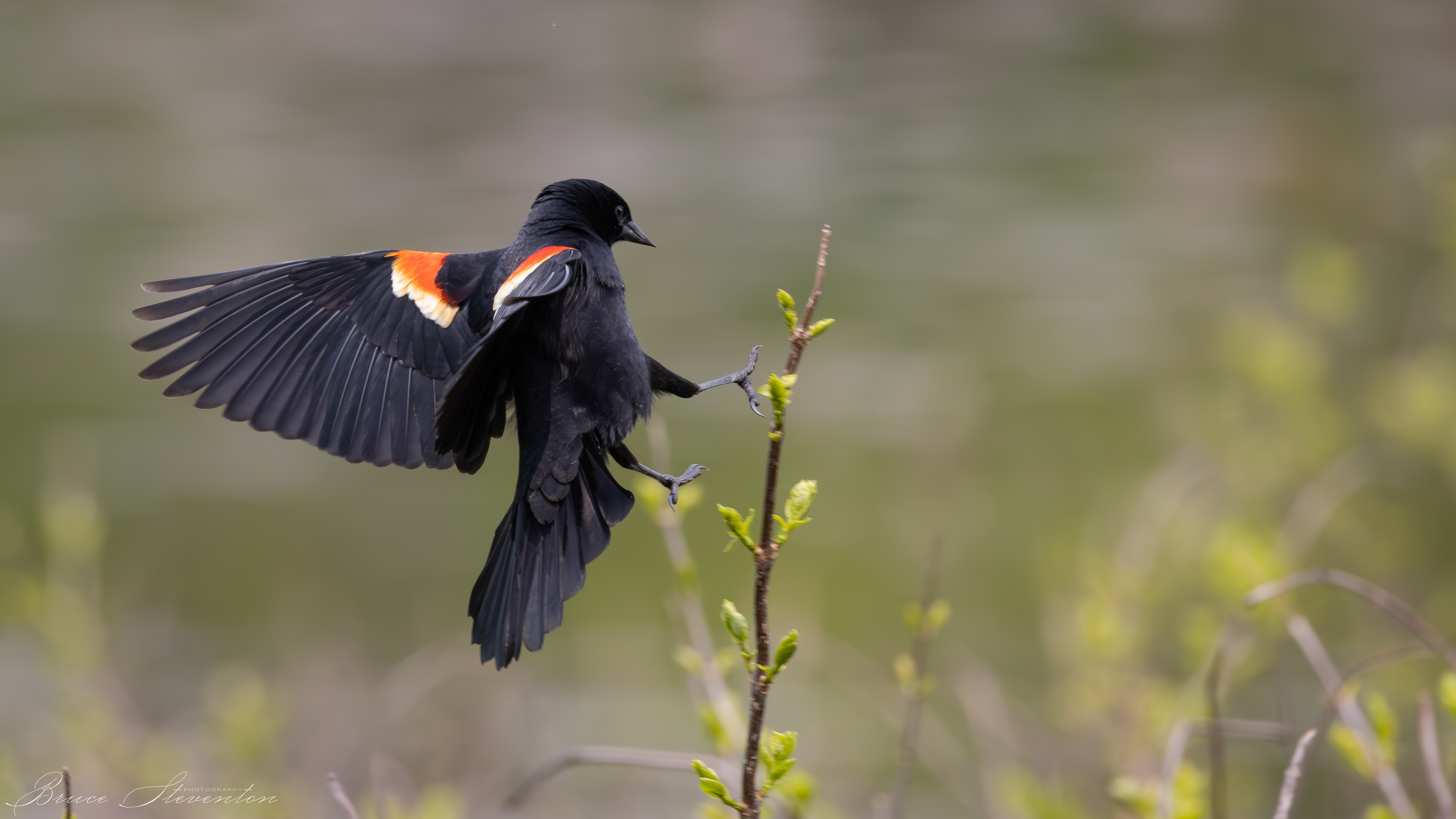 Red-winged Blackbird (M); Experts at landing on very small and flimsy vegetation