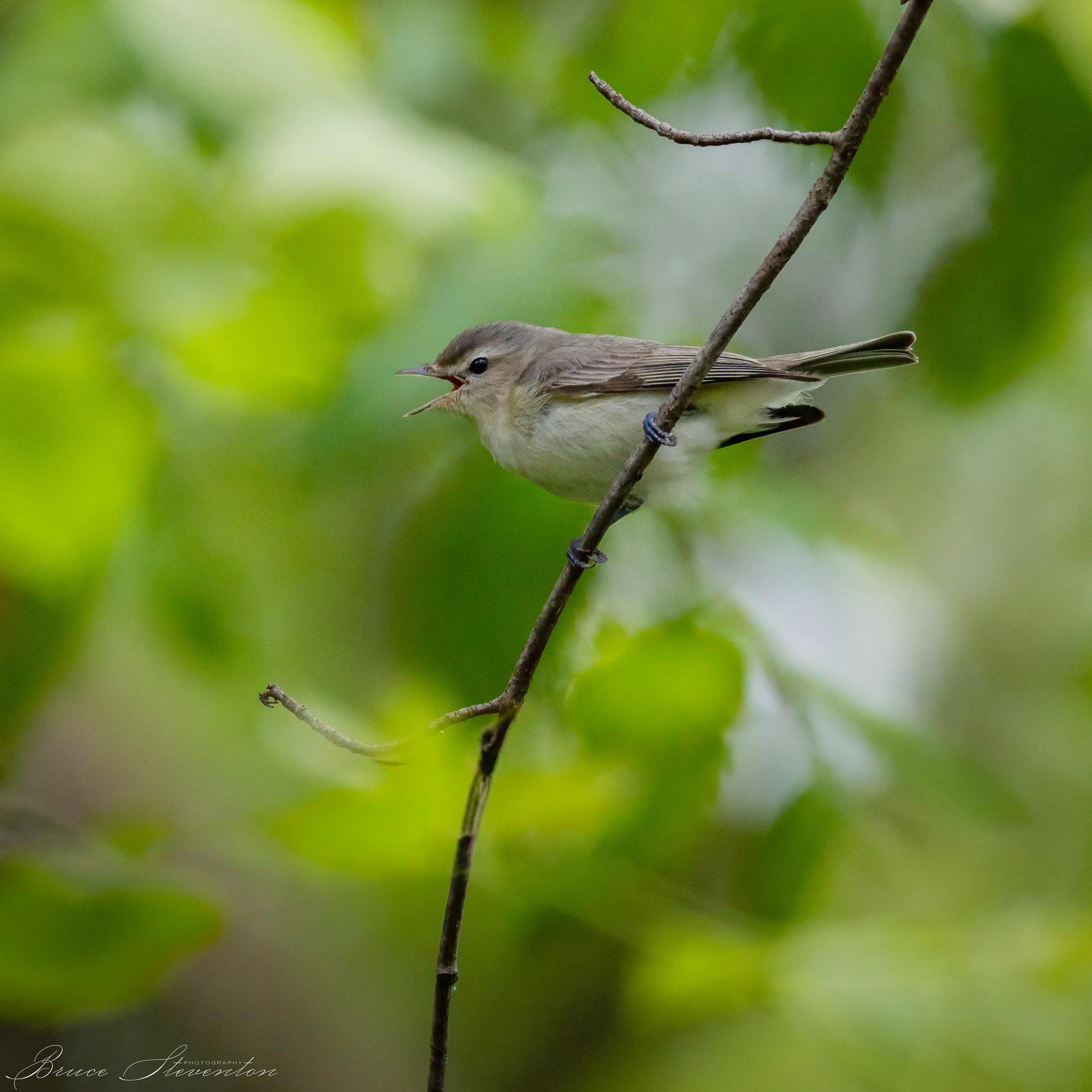 Warbling Vireo
