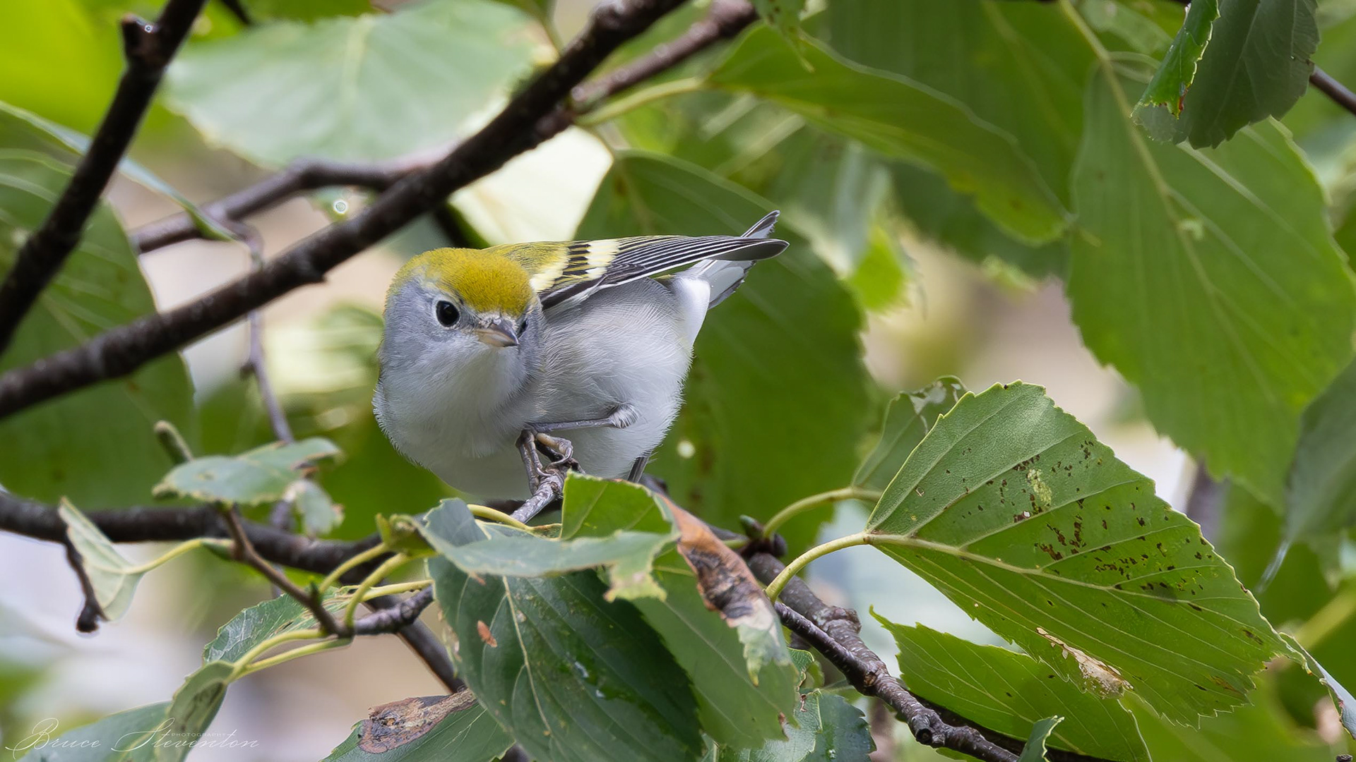 Chestnut-sided Warbler - Immature