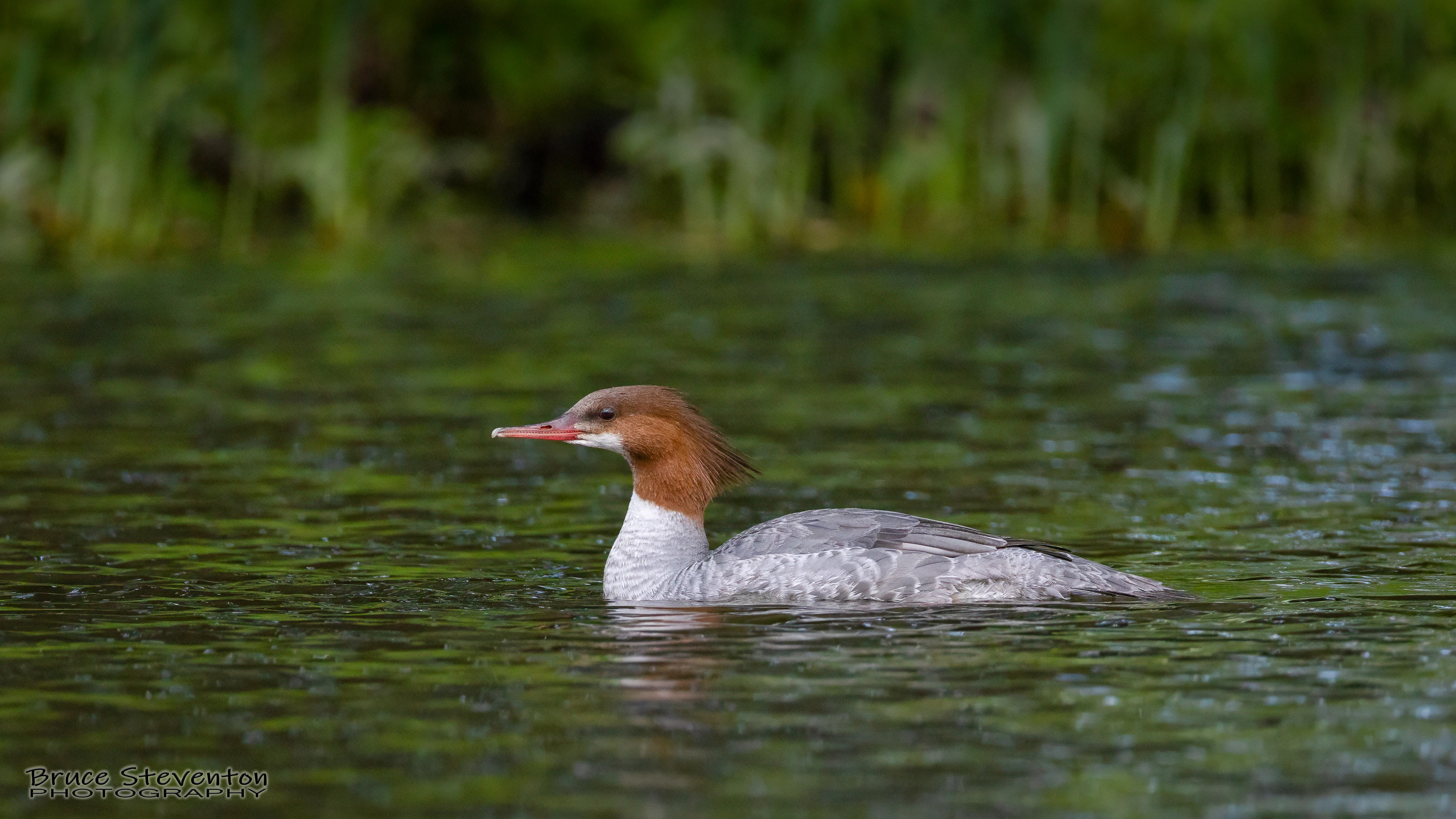 Common Merganser - Vergennes, VT