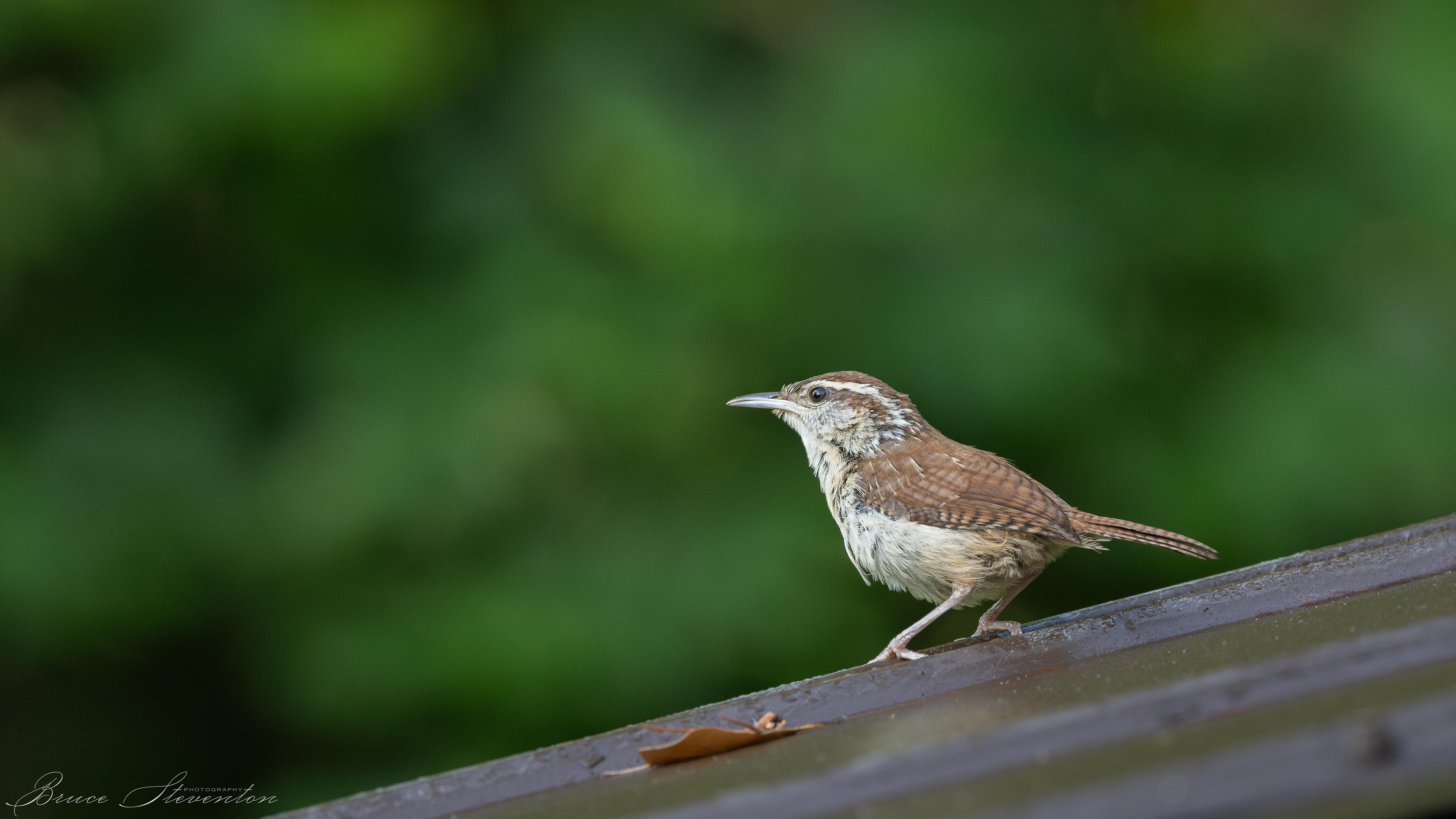 Carolina Wren