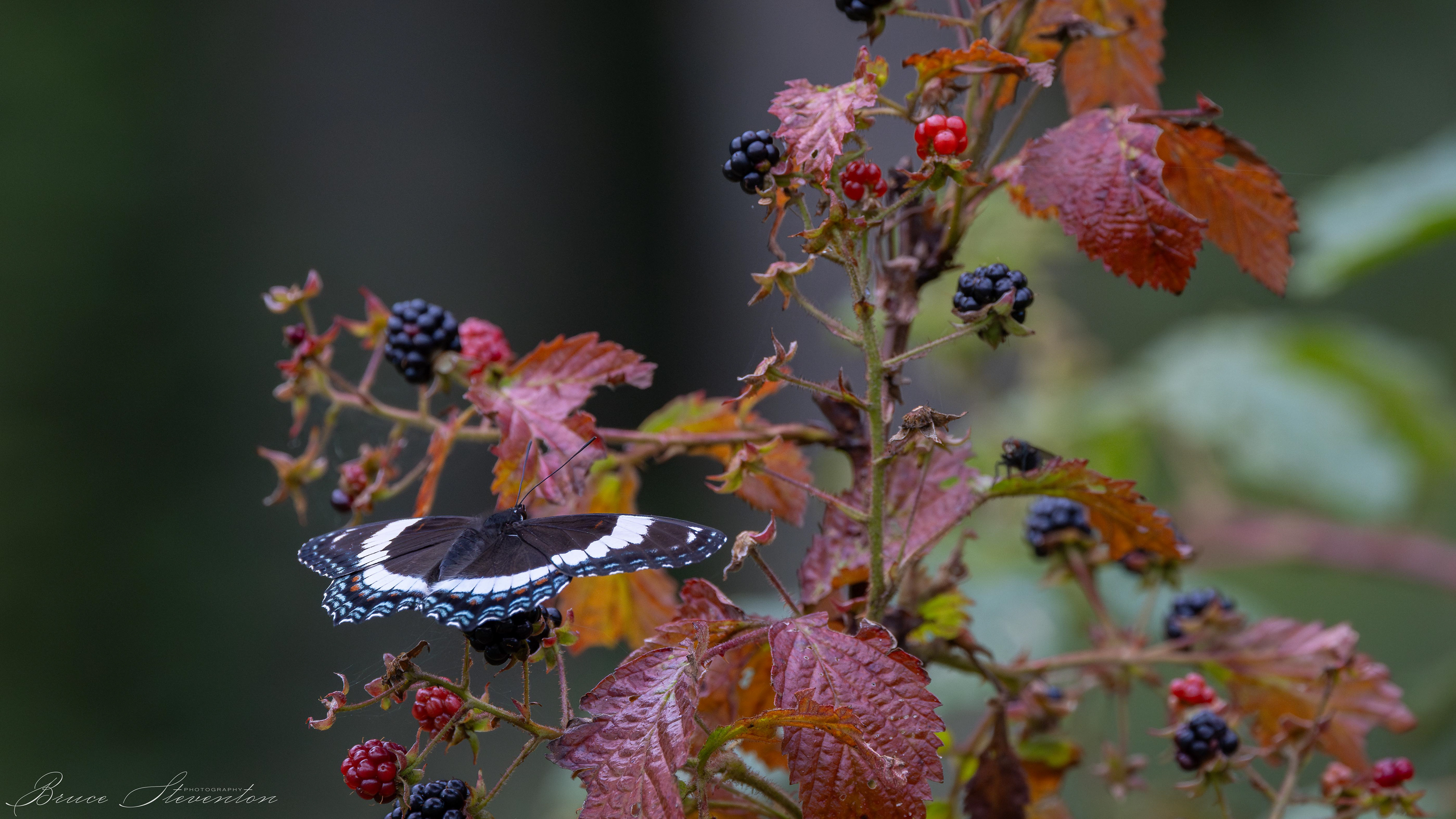White Admiral on Blackberry