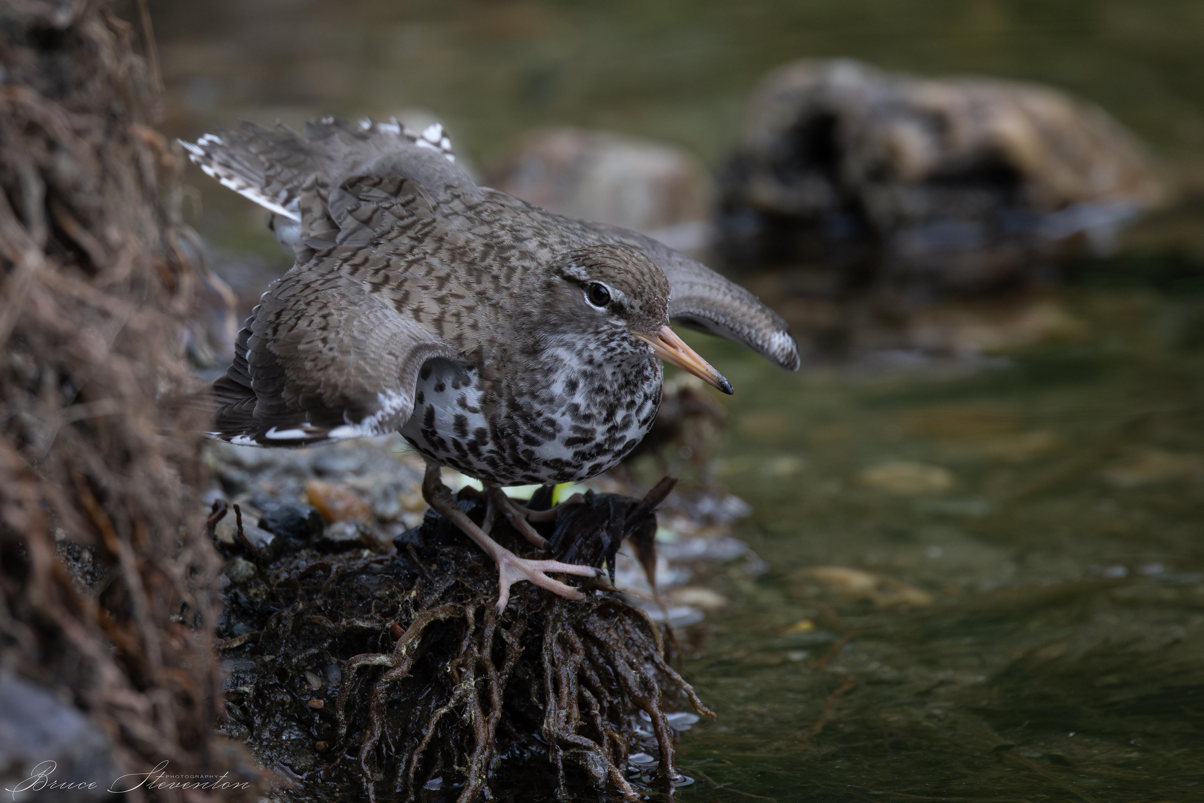 Spotted Sandpiper acting injured to distract from a nearby nest