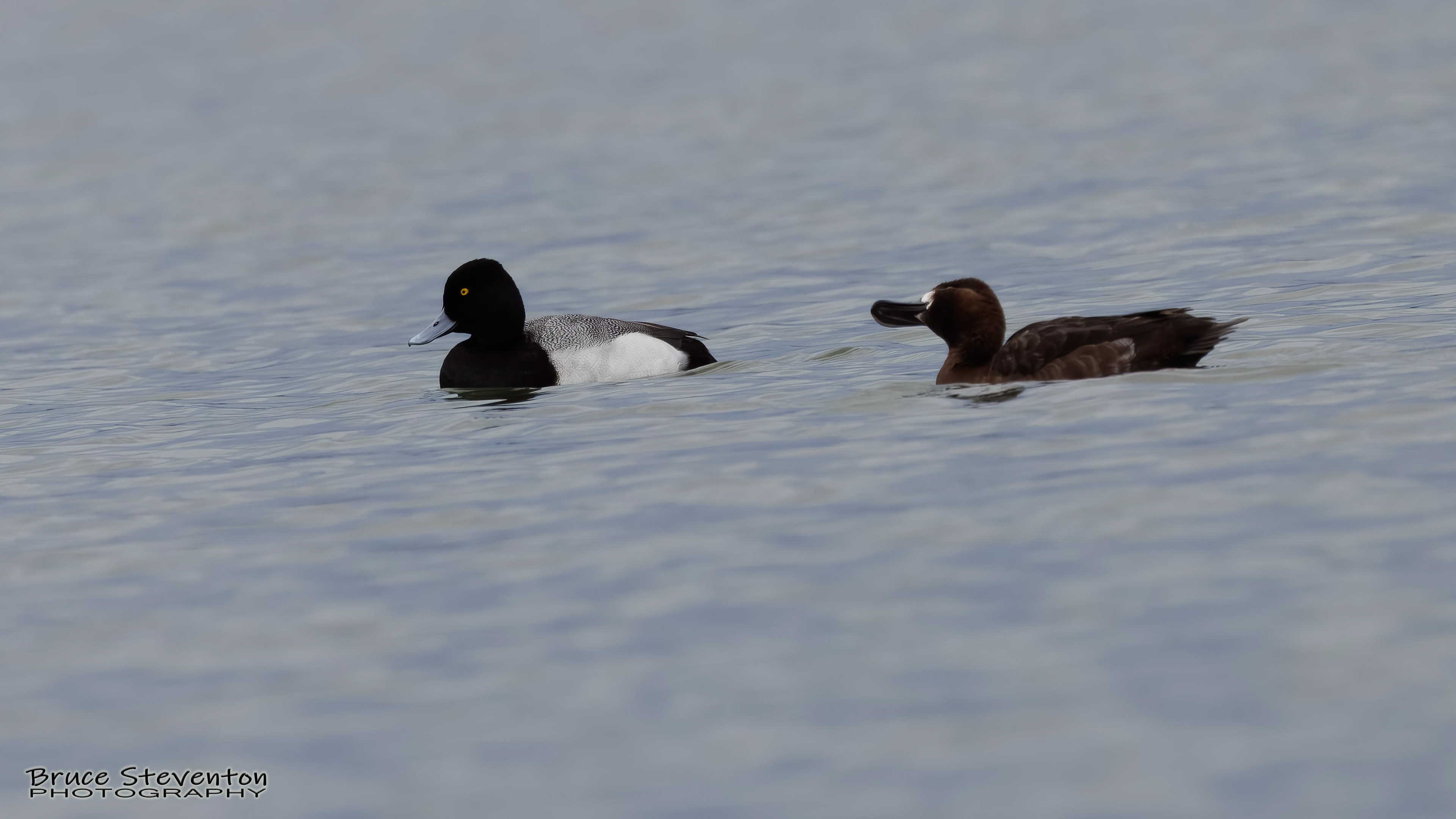 Greater Scaup - Addison, VT