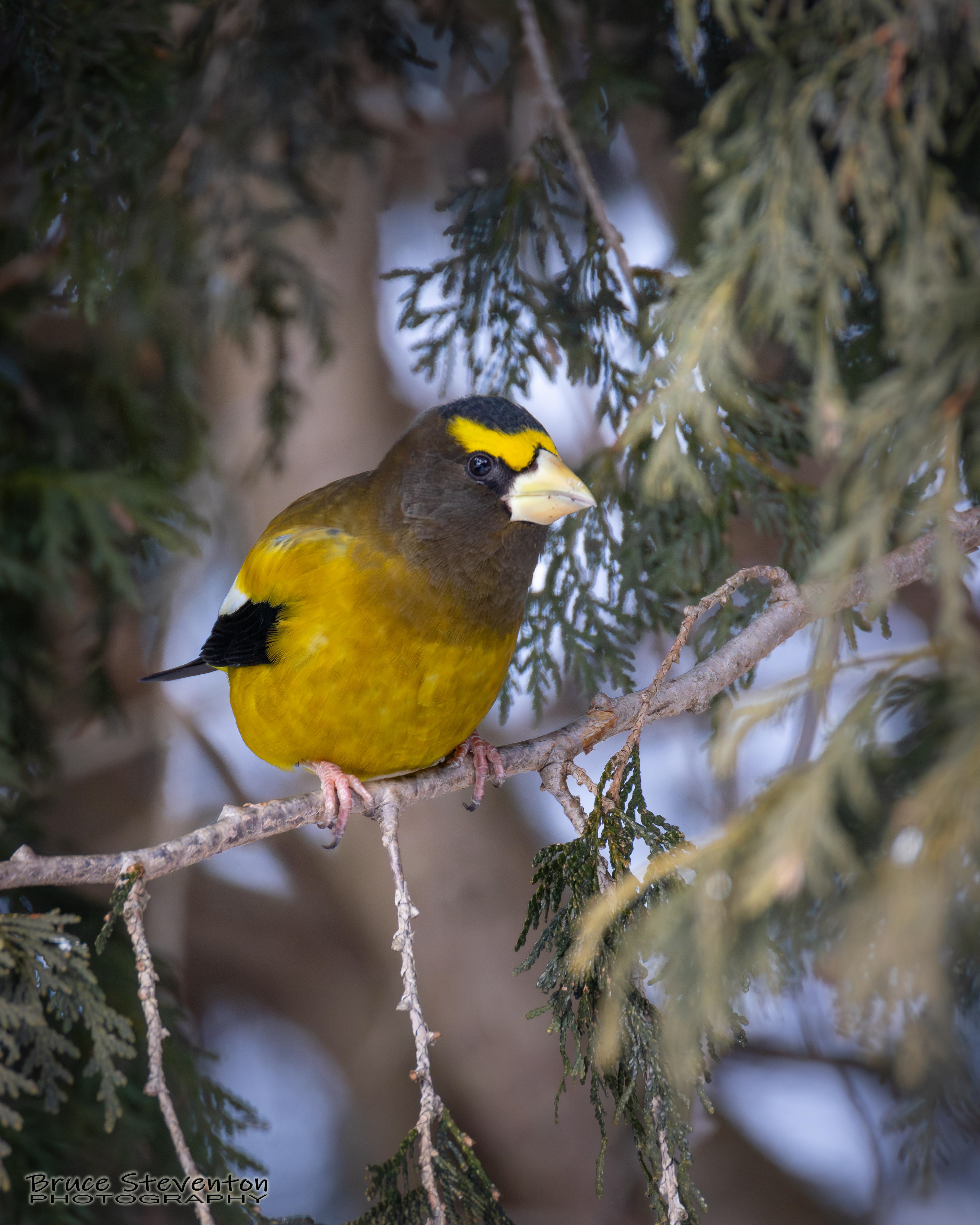Evening Grosbeak