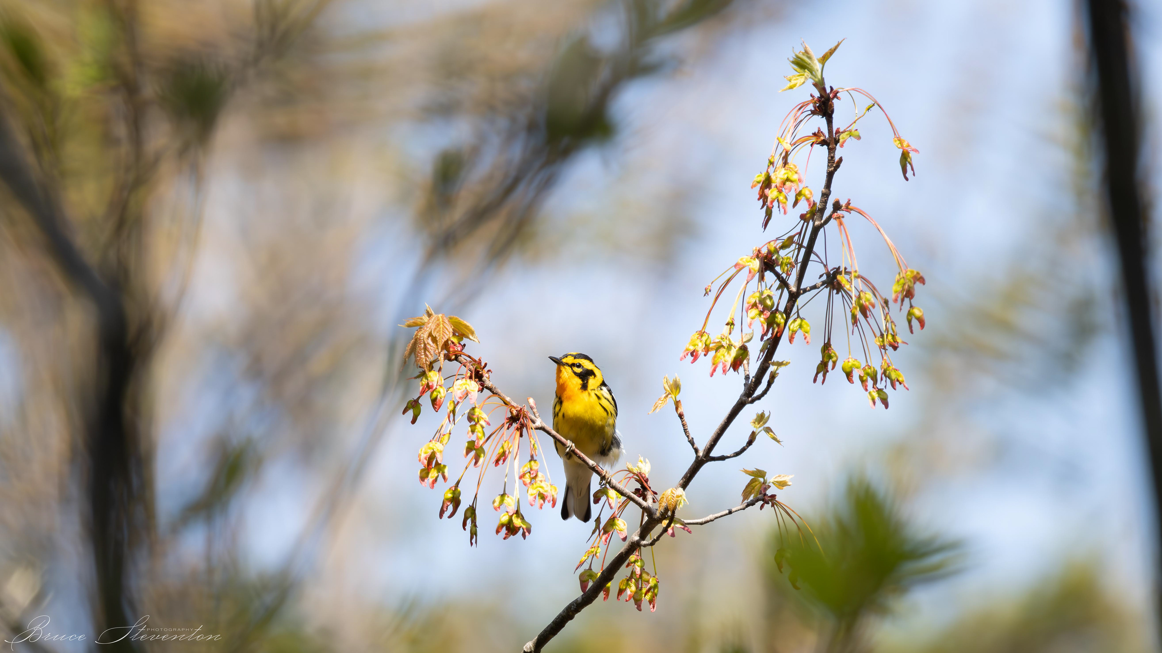 Blackburnian Warbler - Male