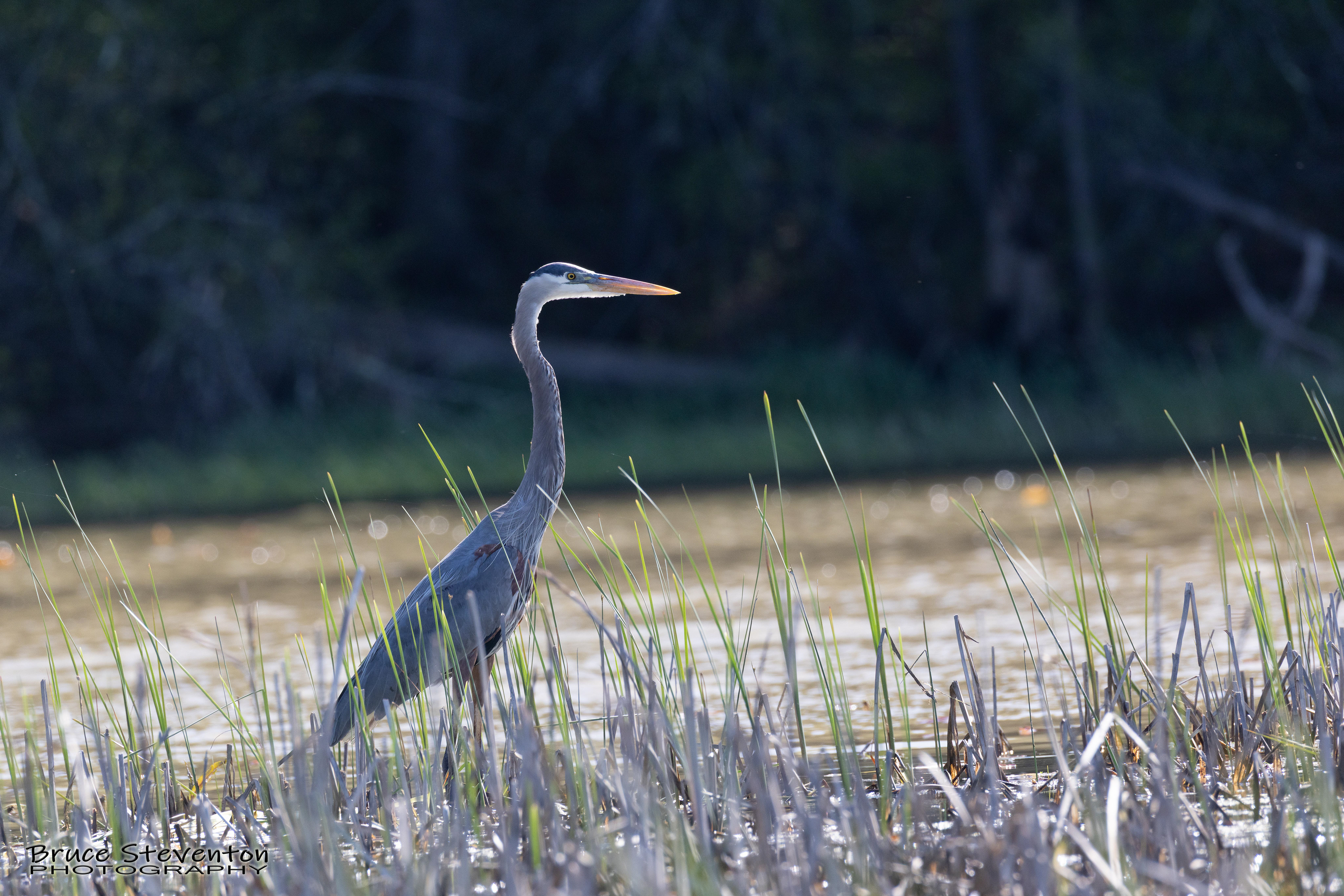 Great Blue Heron