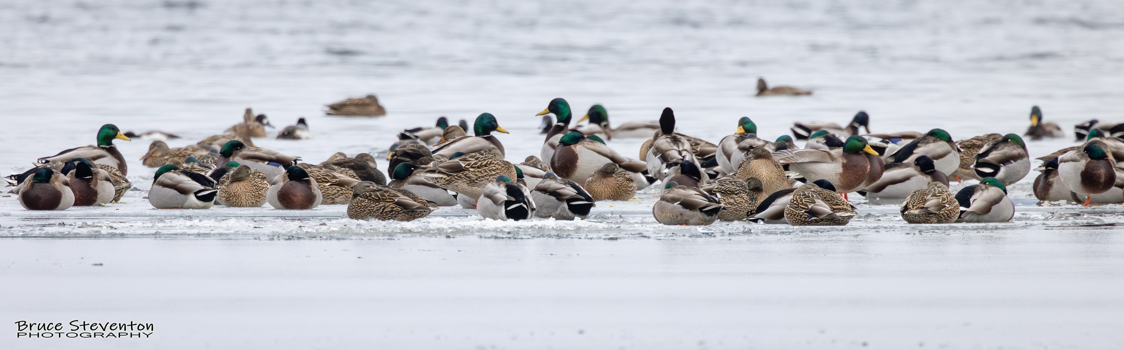 Lots of Ducks - Grand Isle, VT