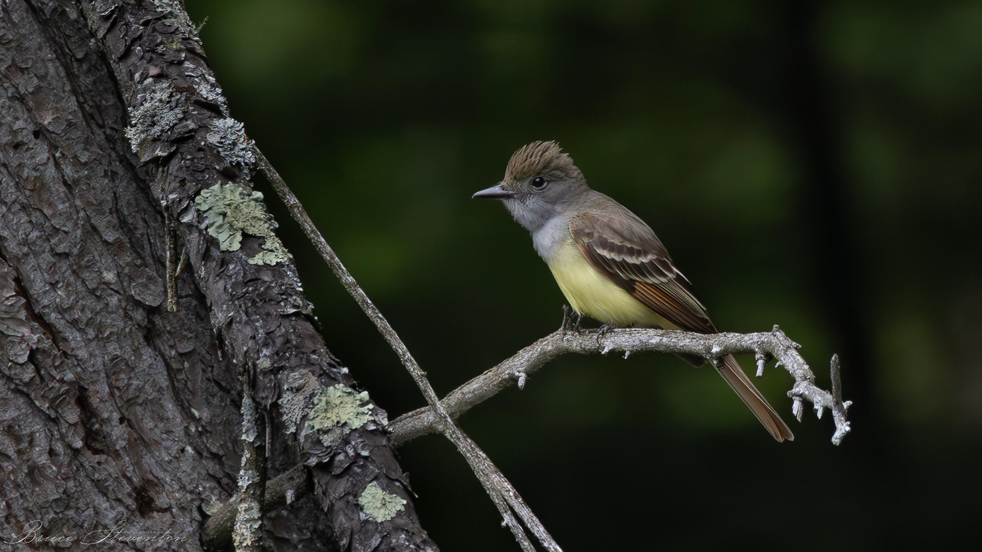 Great Crested Flycatcher