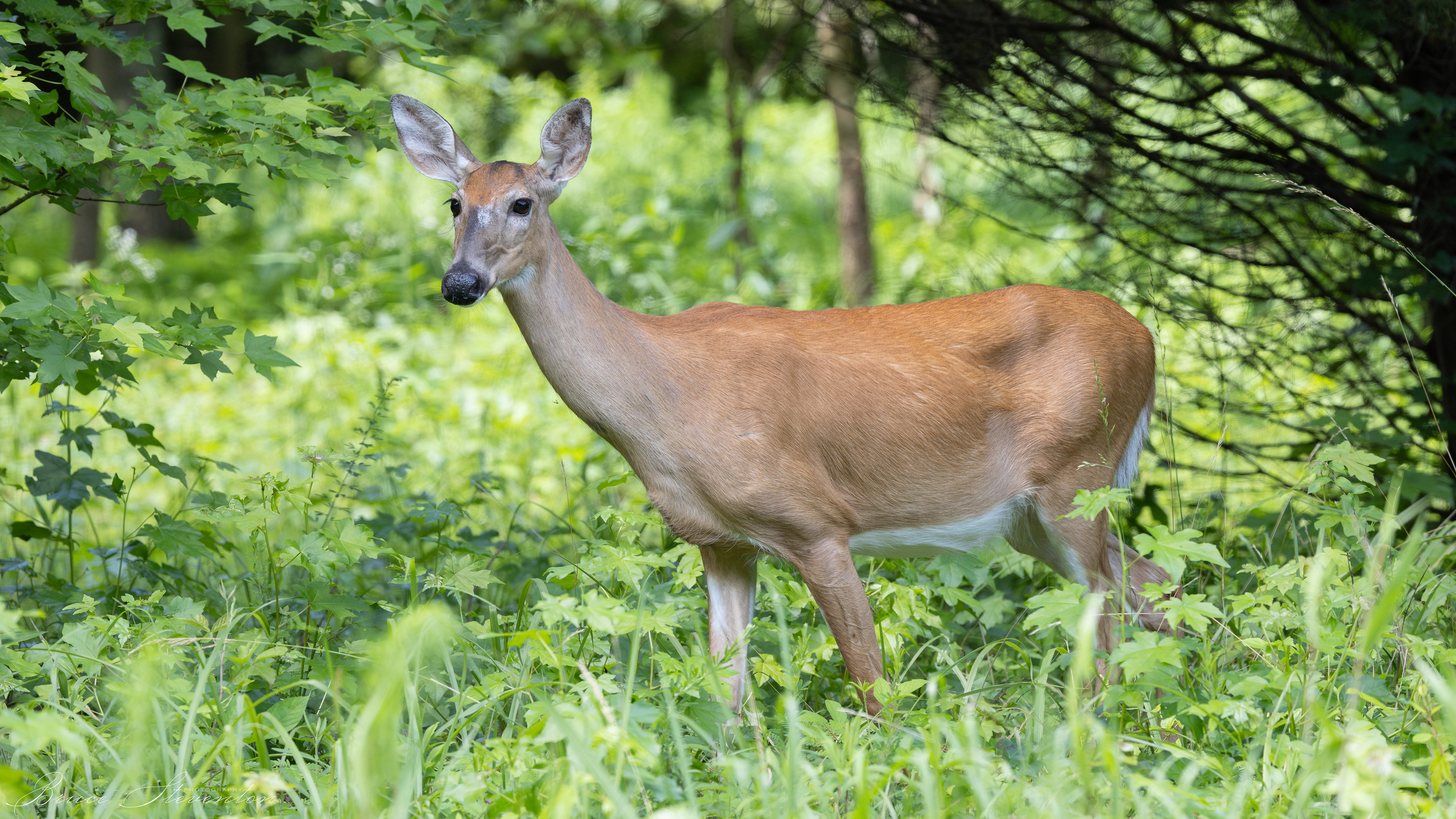 Whitetail Deer - Stone Mt Park