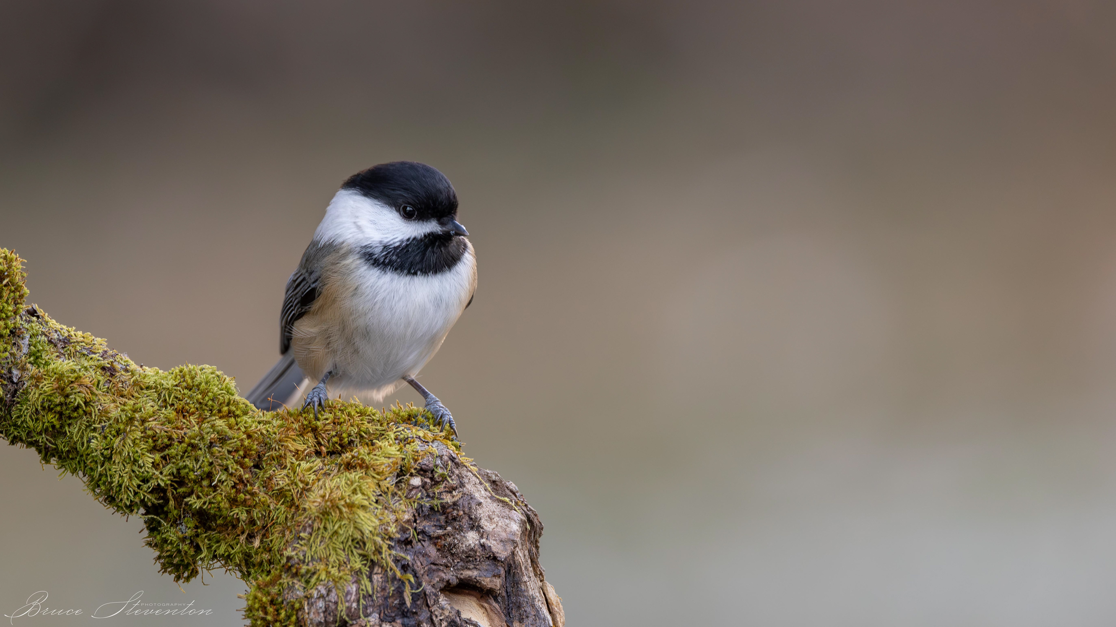 Black-capped Chickadee