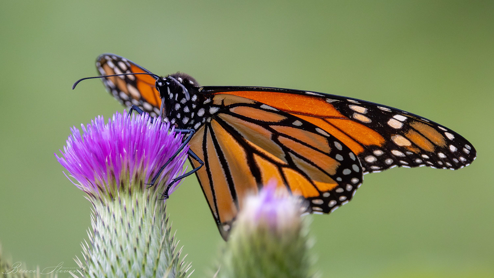 Monarch on Thistle