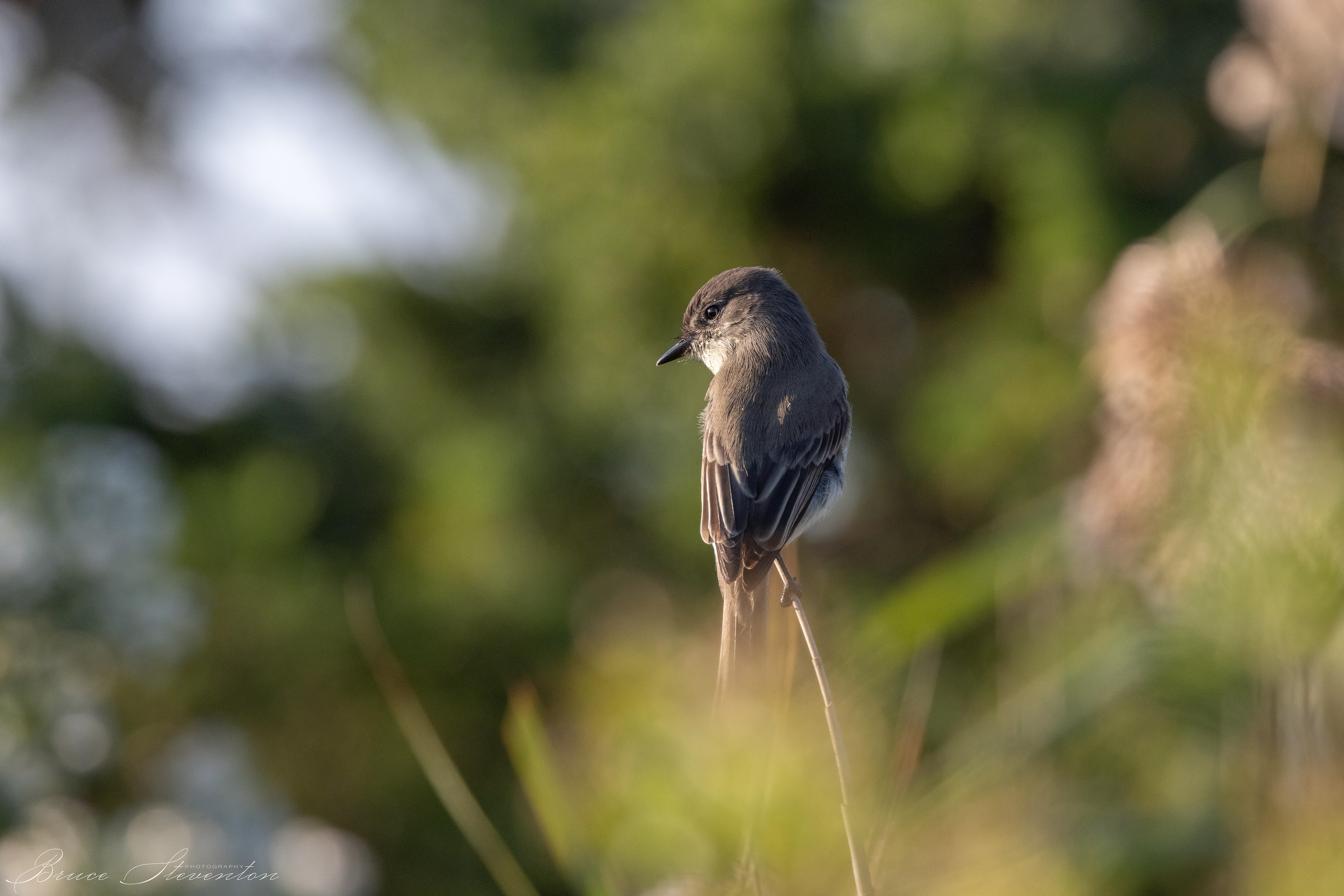 Eastern Phoebe
