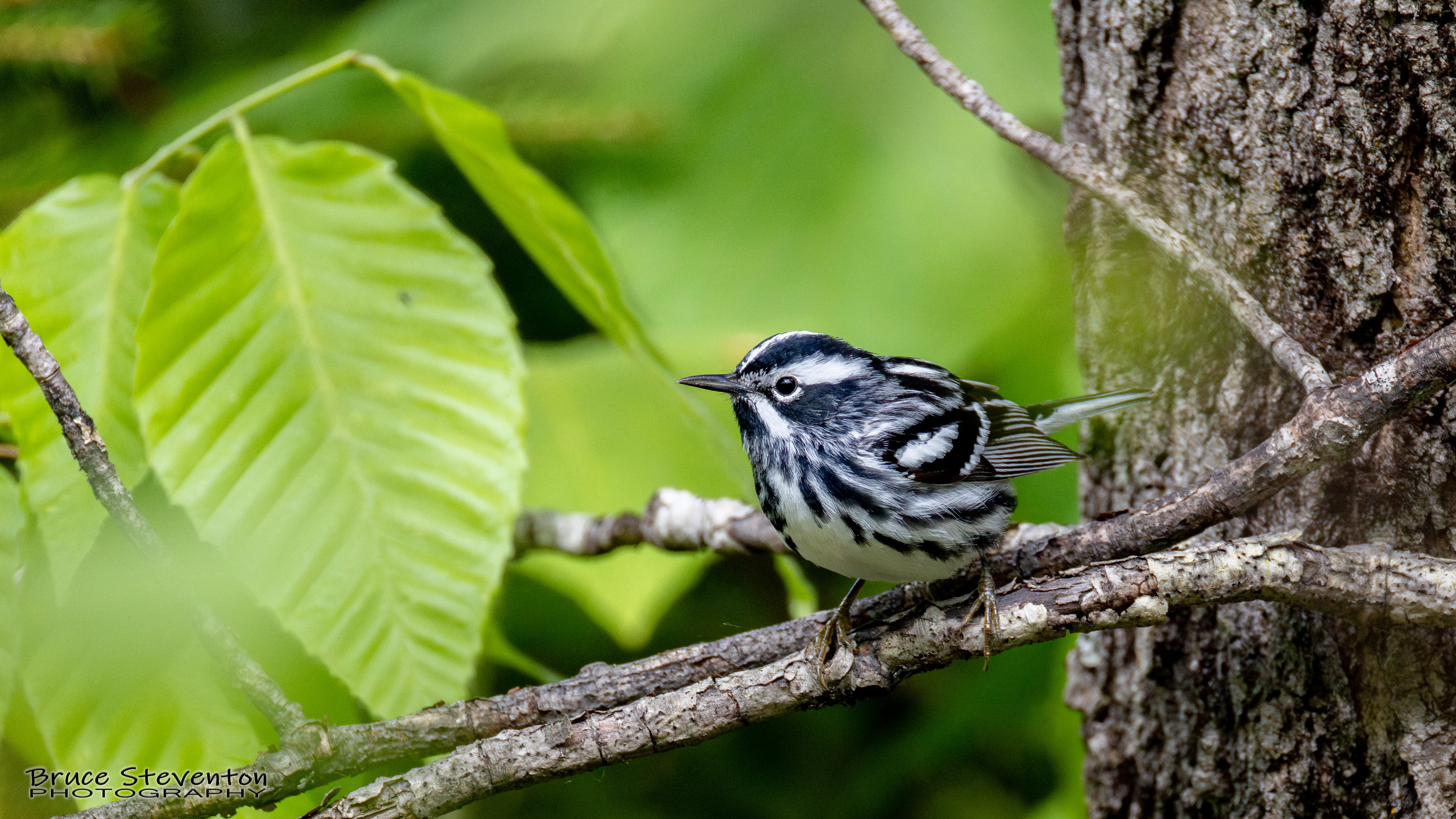 Black and White Warbler