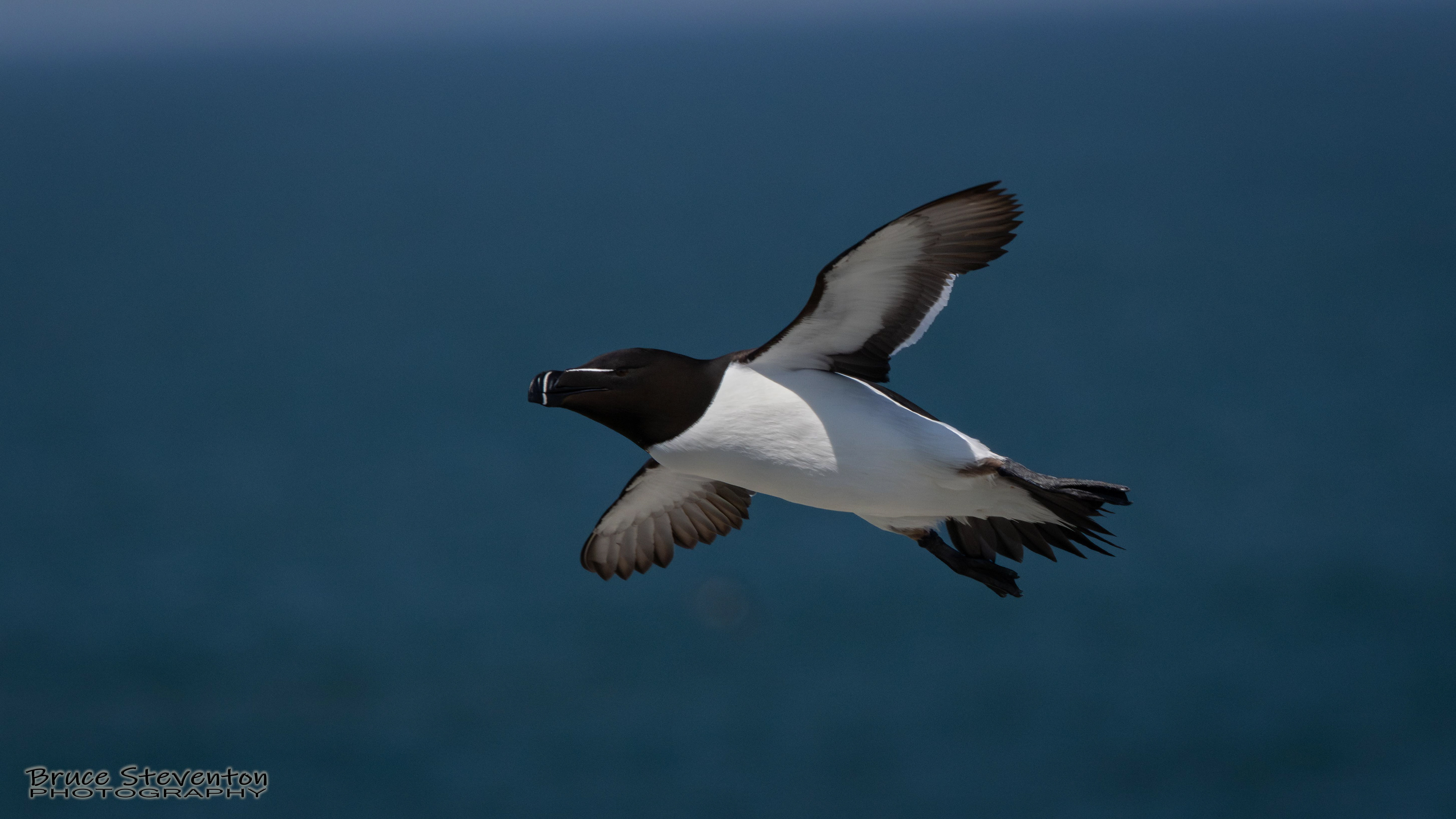 Razorbill