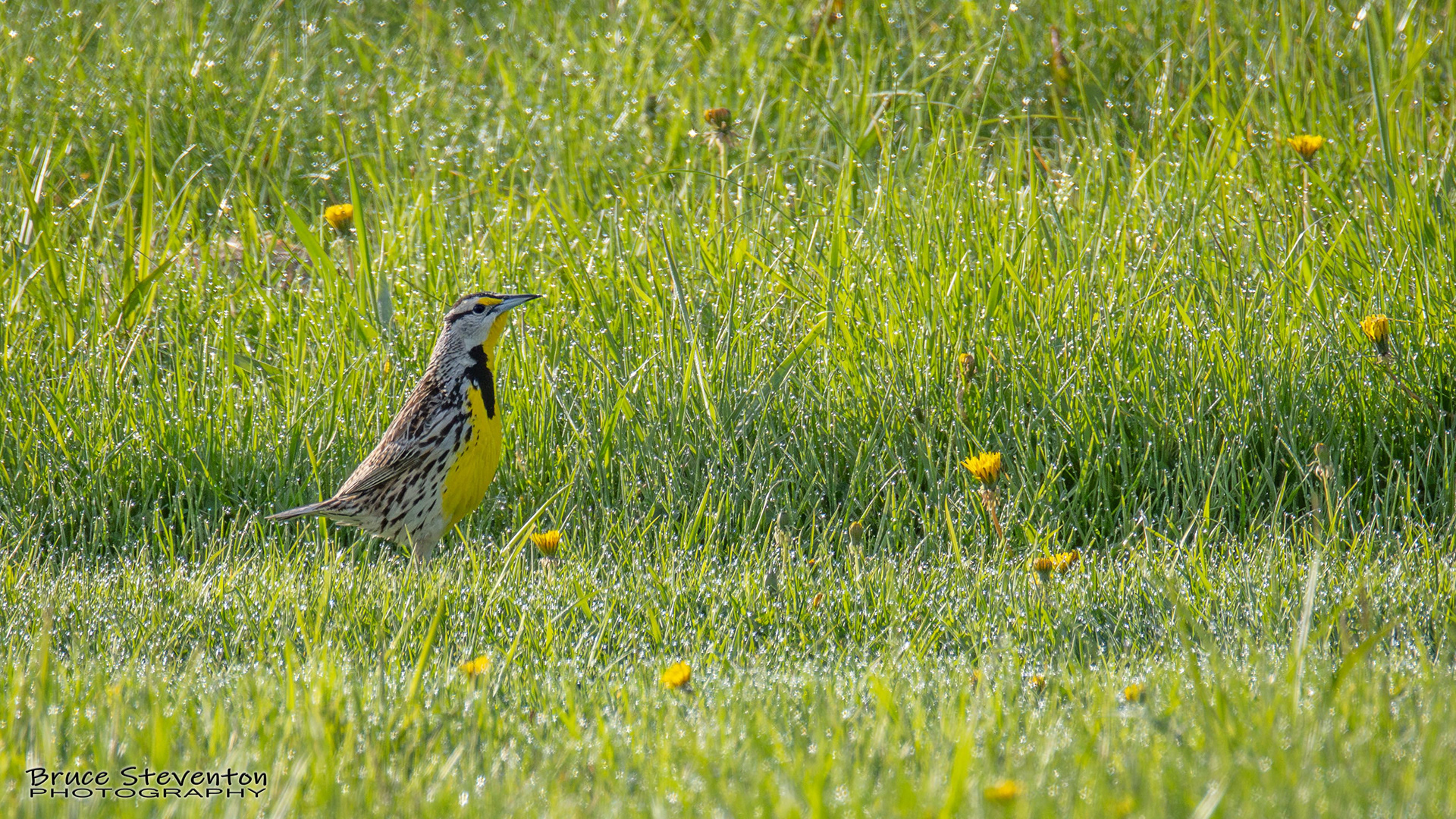 Eastern Meadowlark