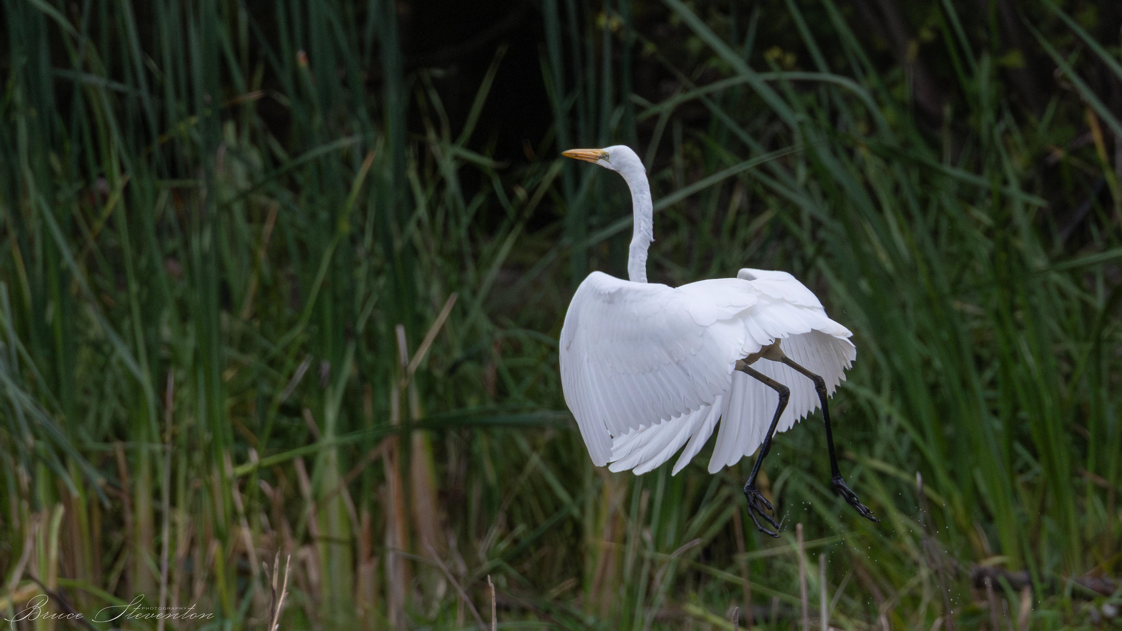 Great Egret