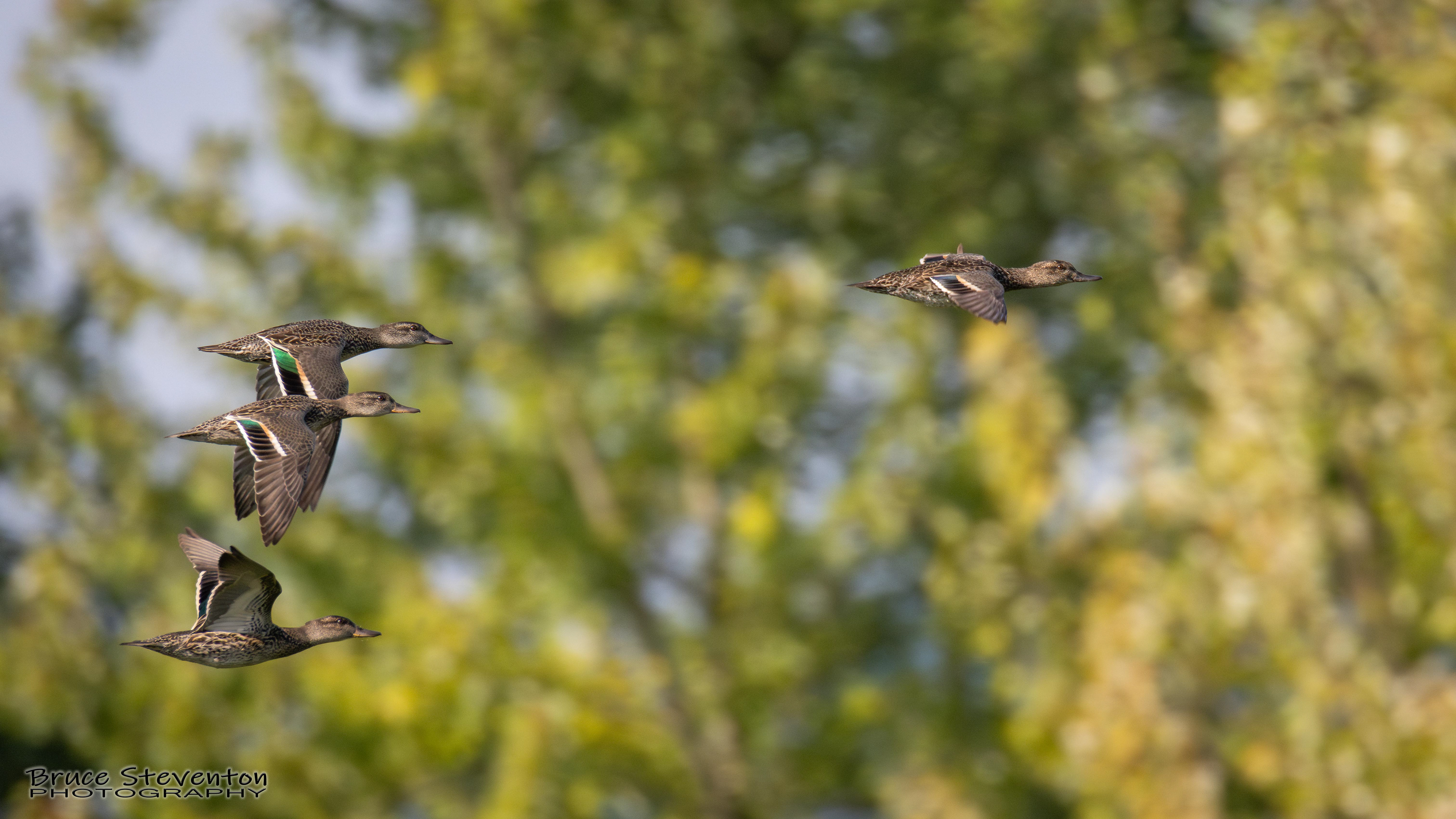 Green-winged Teal - Shoreham, VT