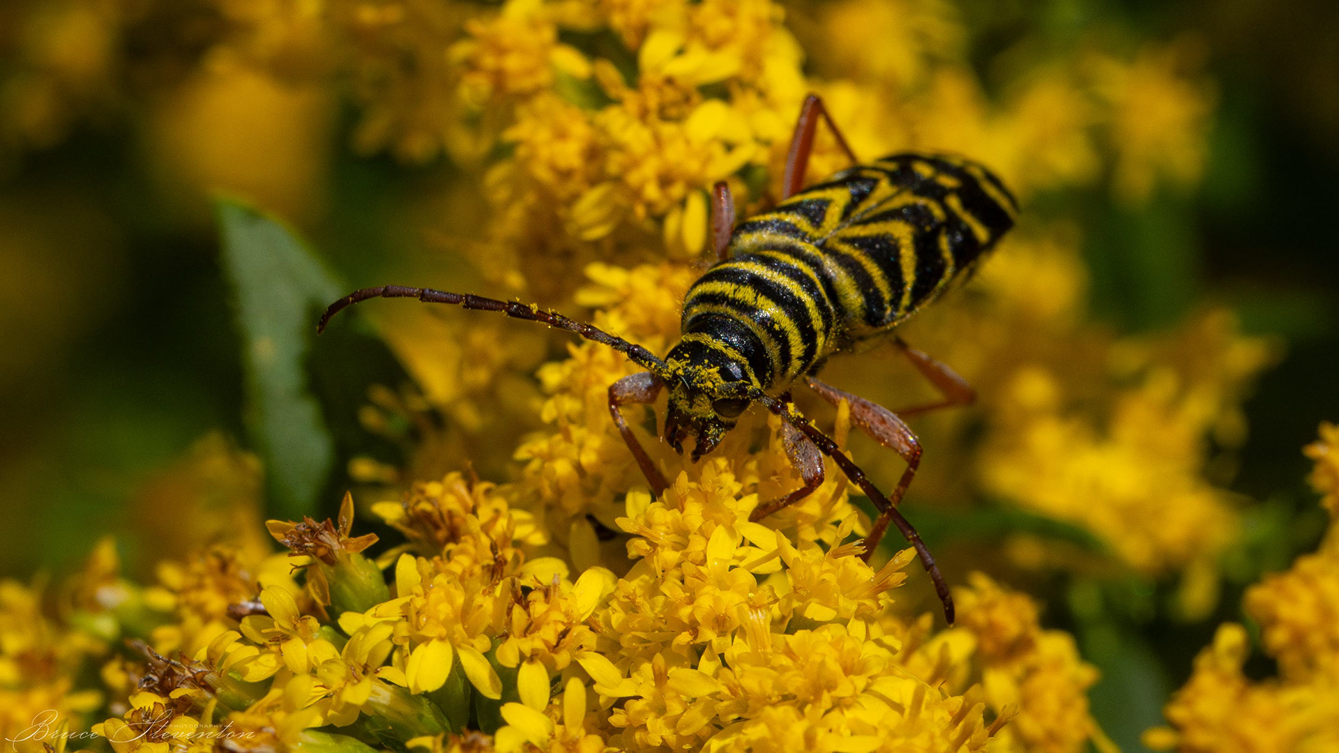 Locust Borer on Goldenrod