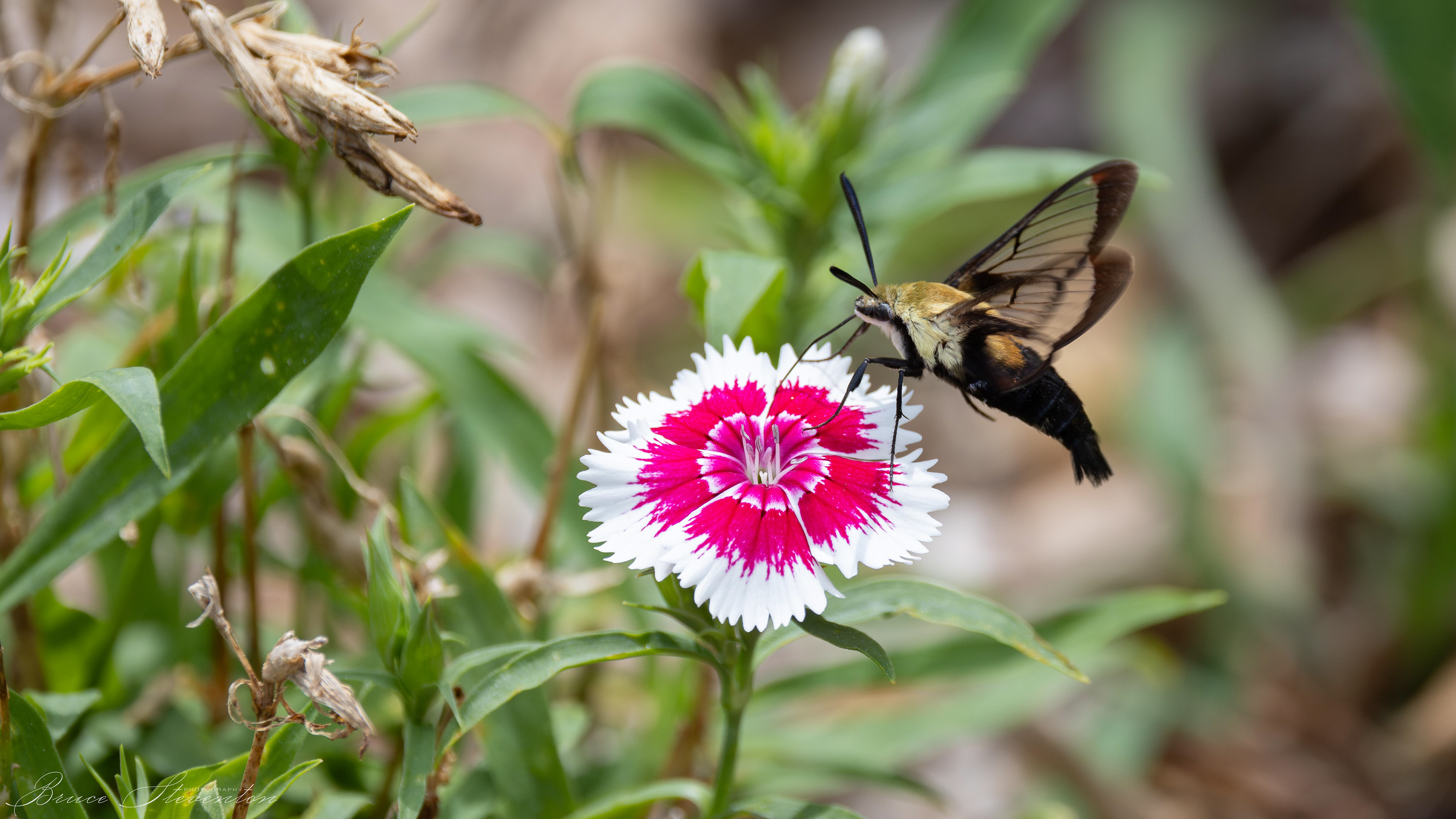 Hummingbird Clearwing Moth