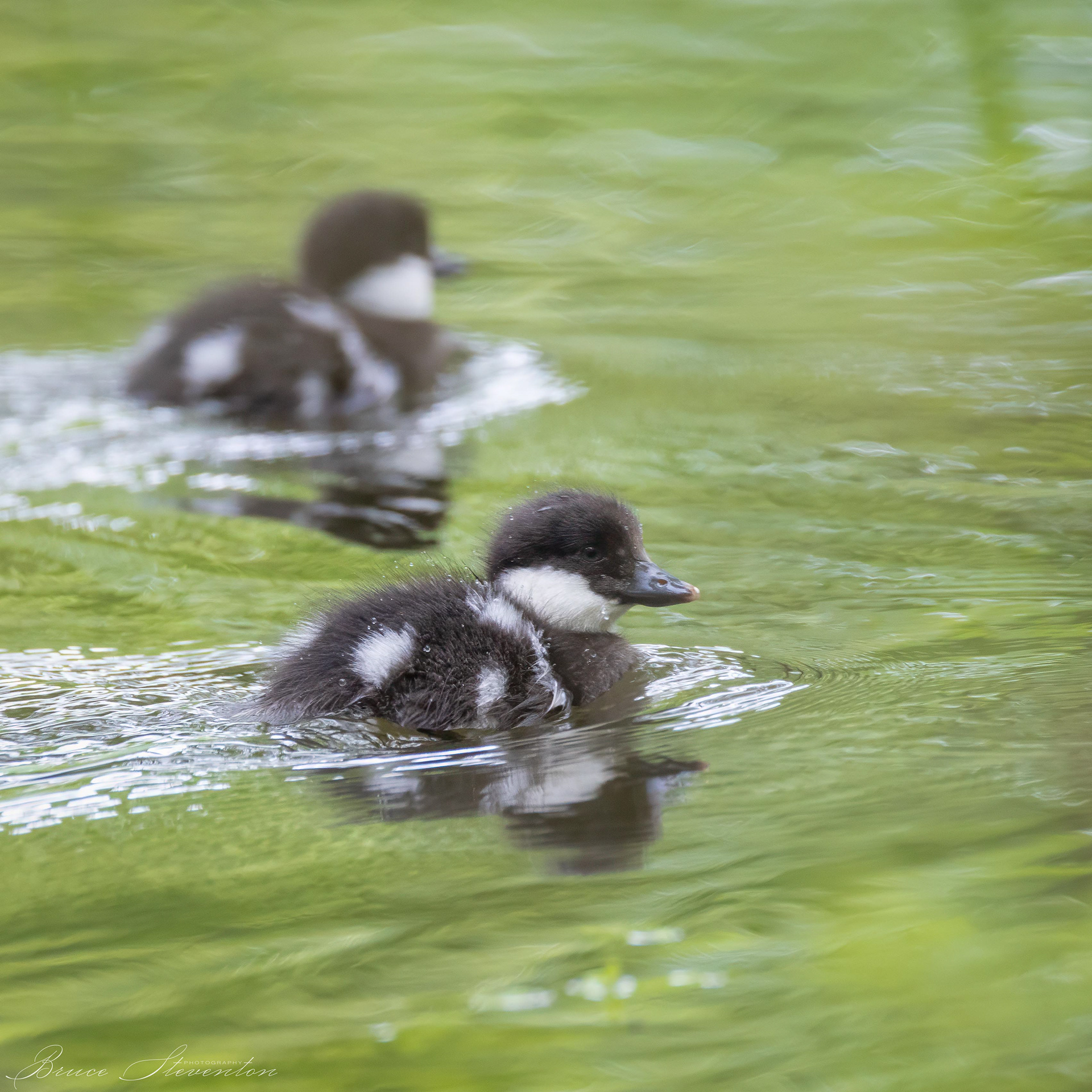 Common Goldeneye
