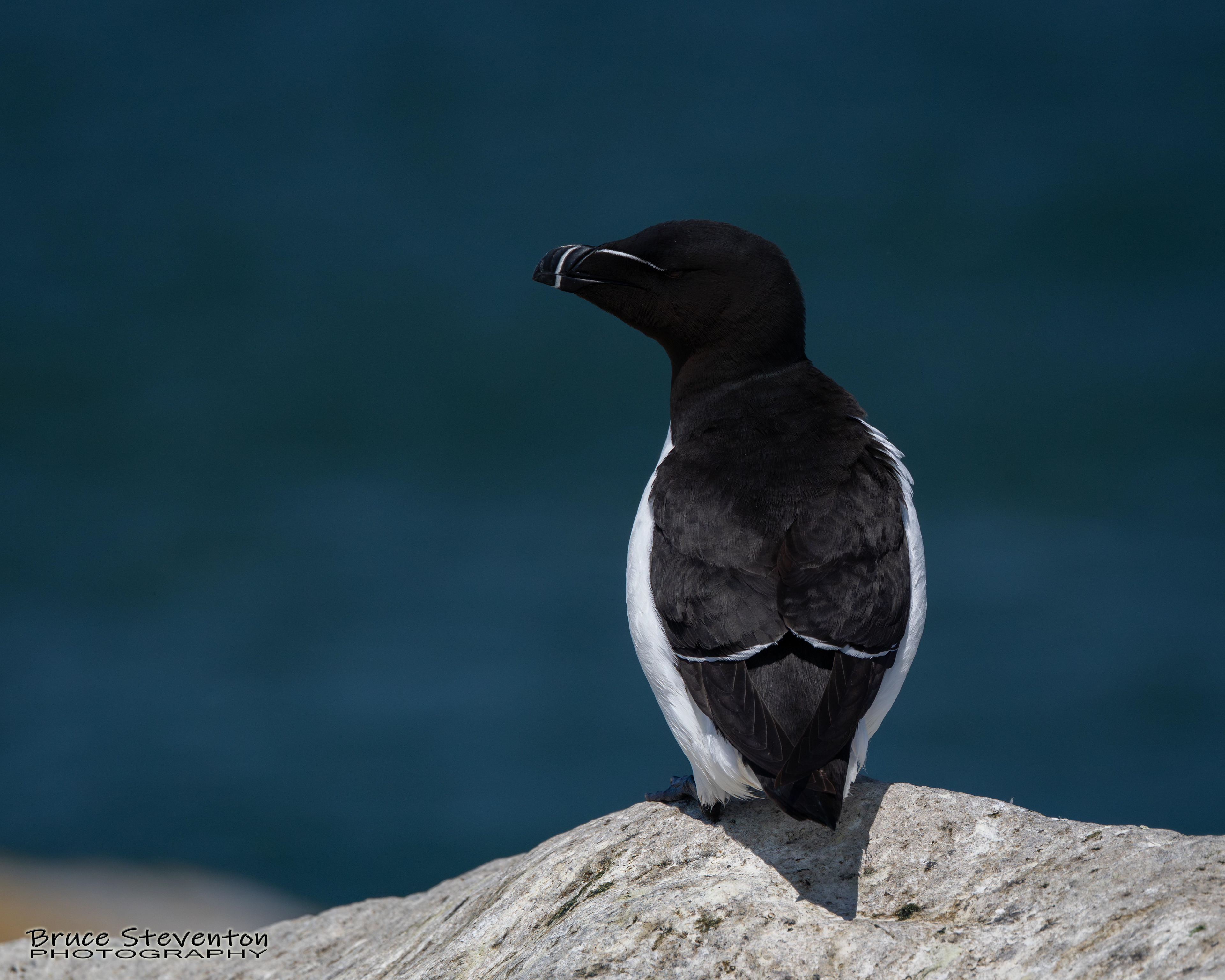 Razorbill