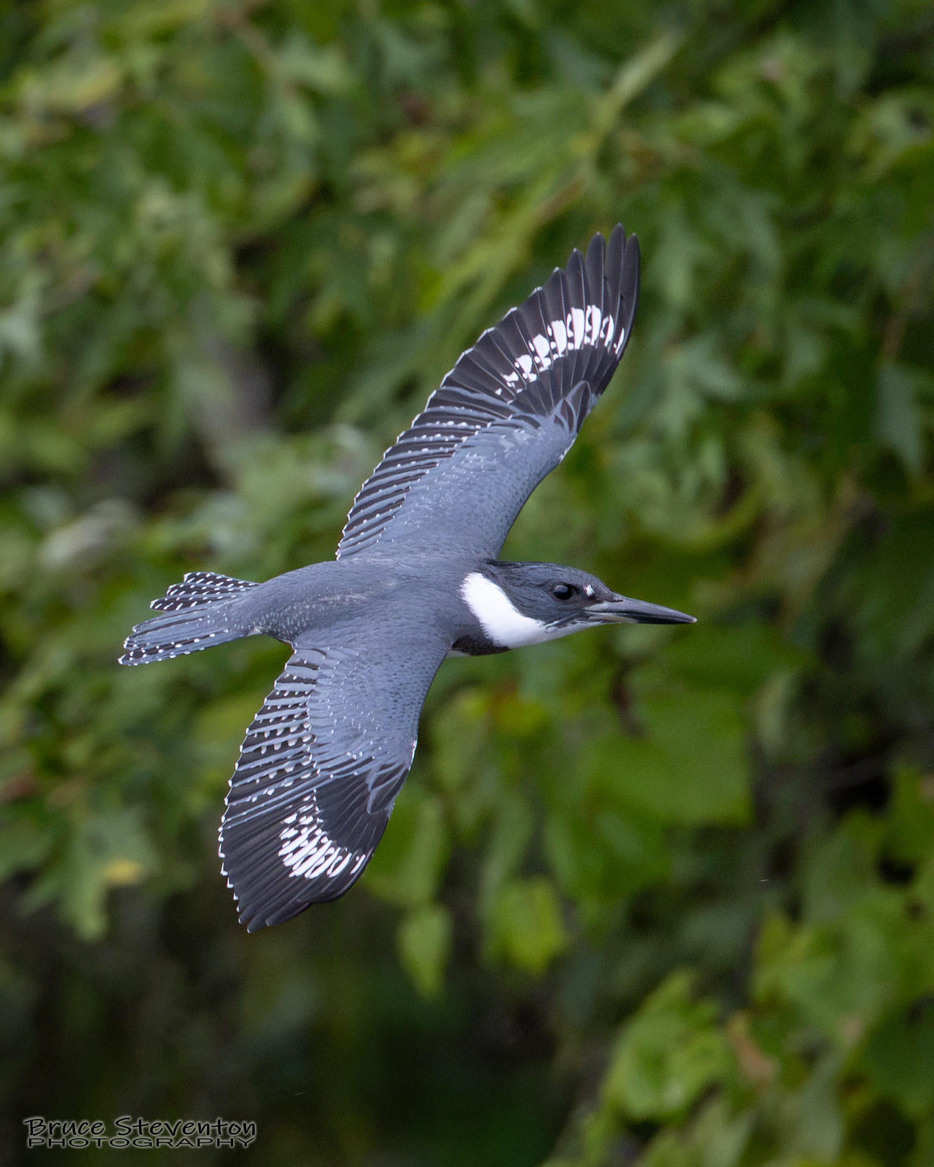 Belted Kingfisher