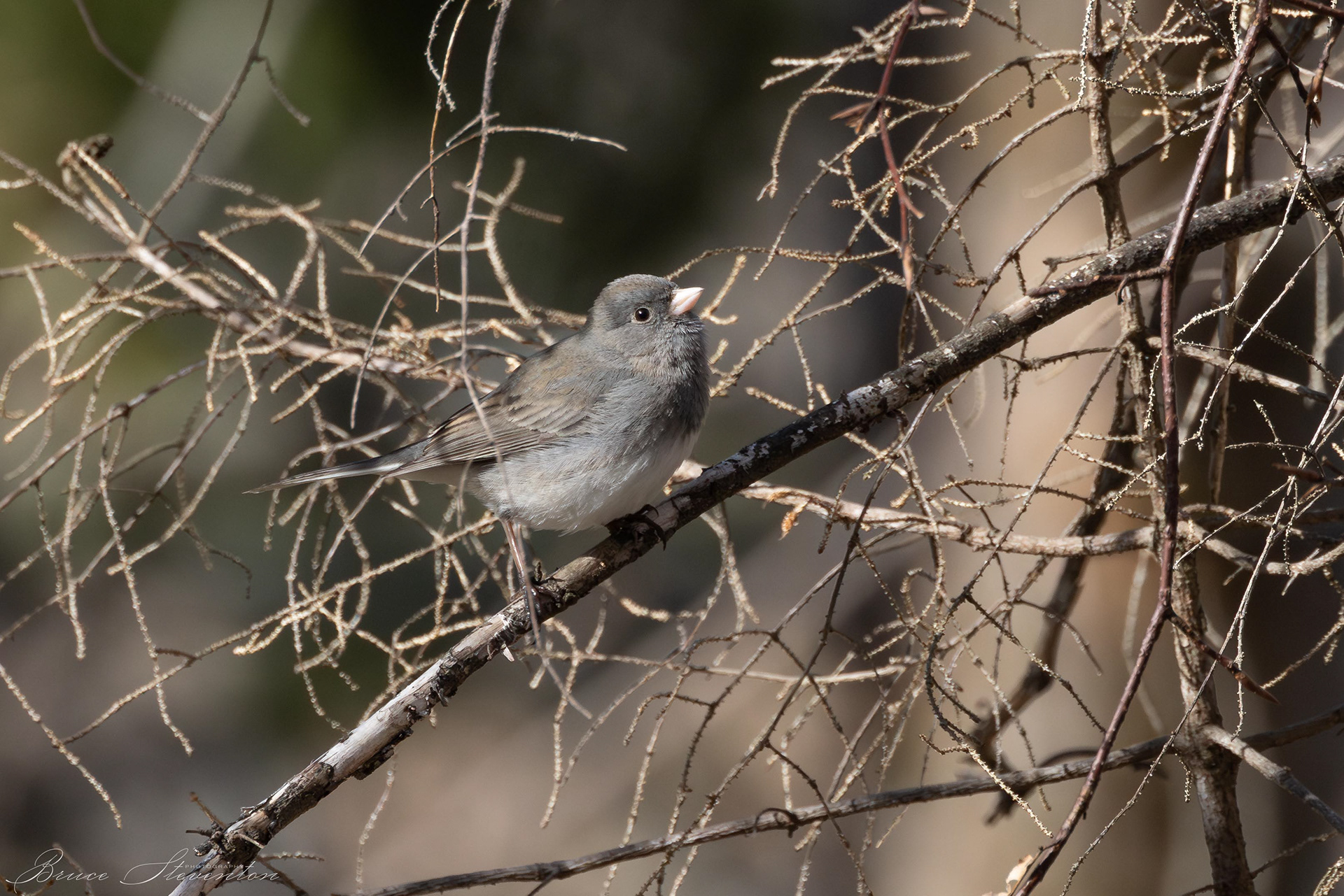 A Dark-eyed Junco came to see what I was doing