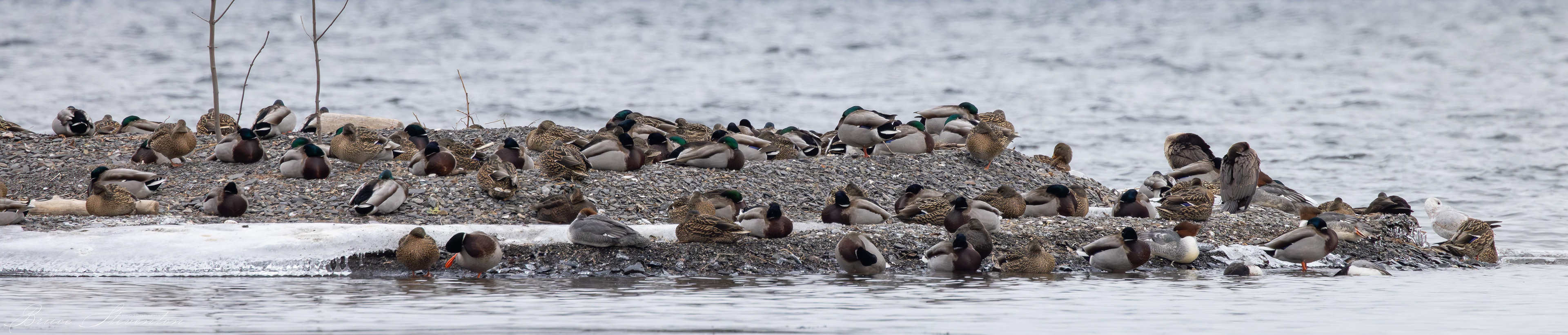 Ducks at Sandbar north end
