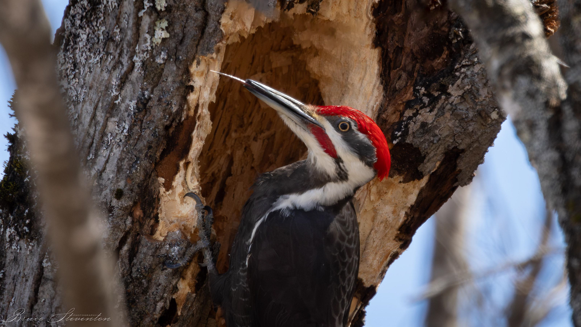 I didn't realize his tongue is so long, makes sense though