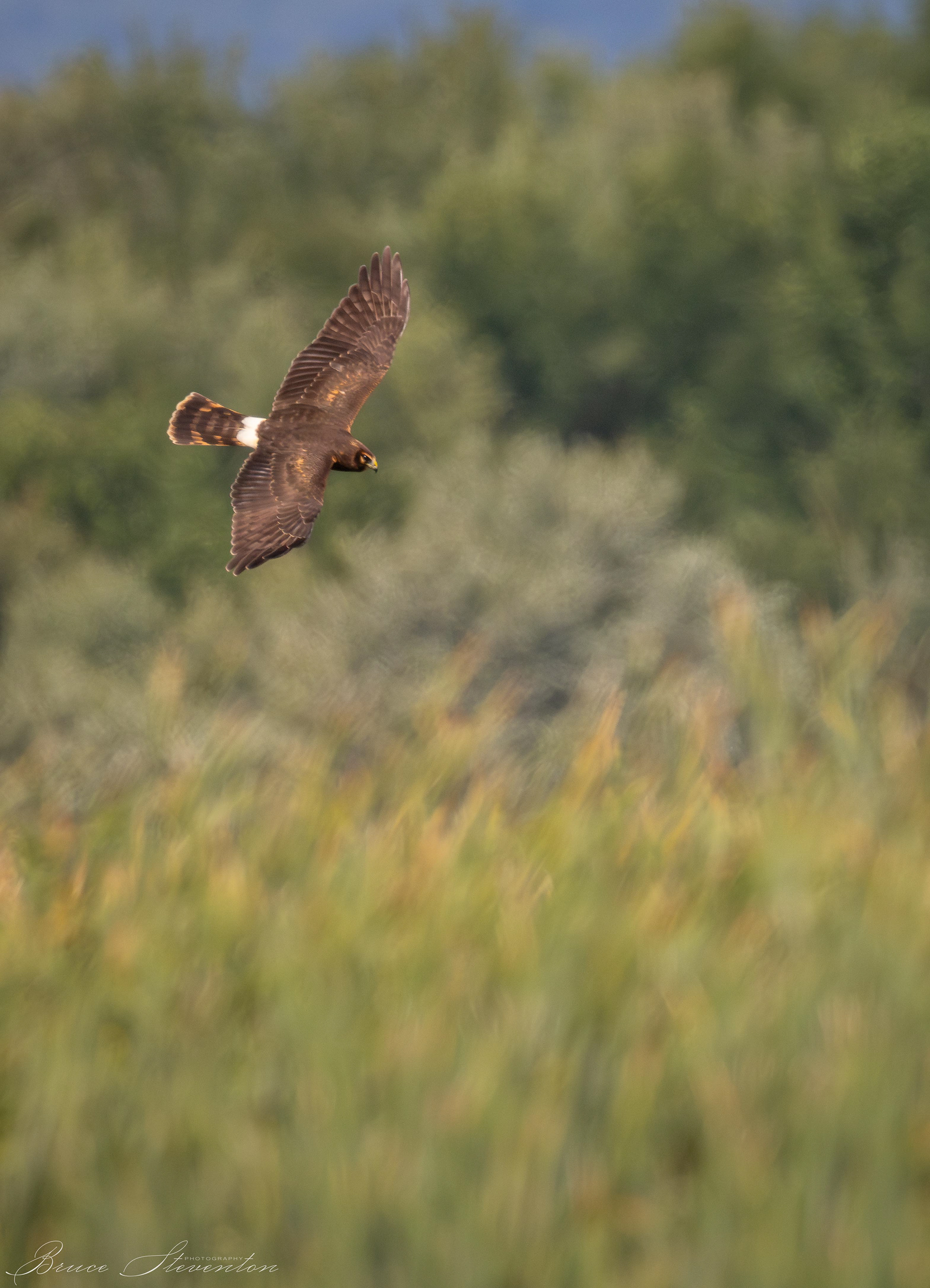 Northern Harrier