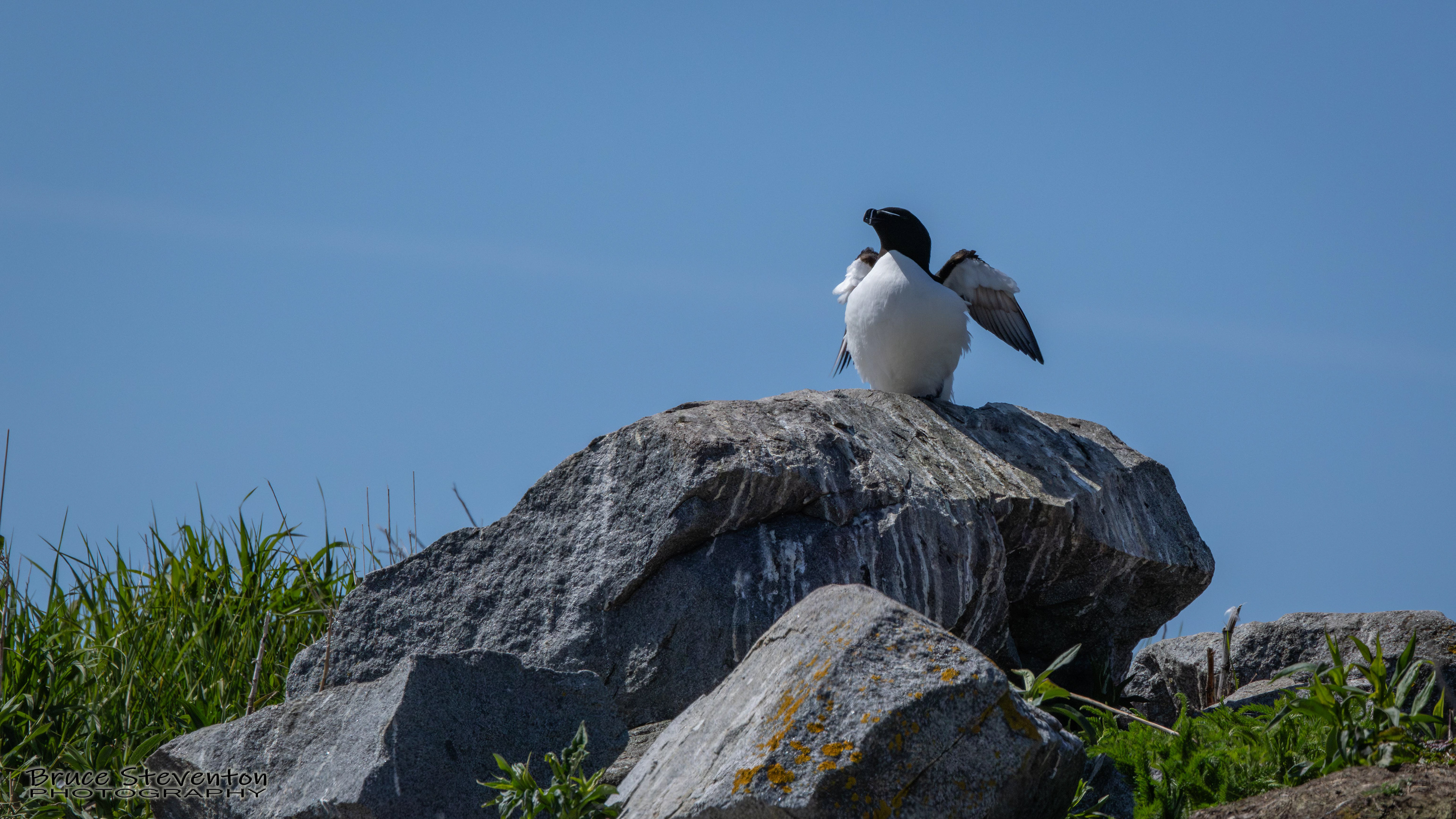Razorbill