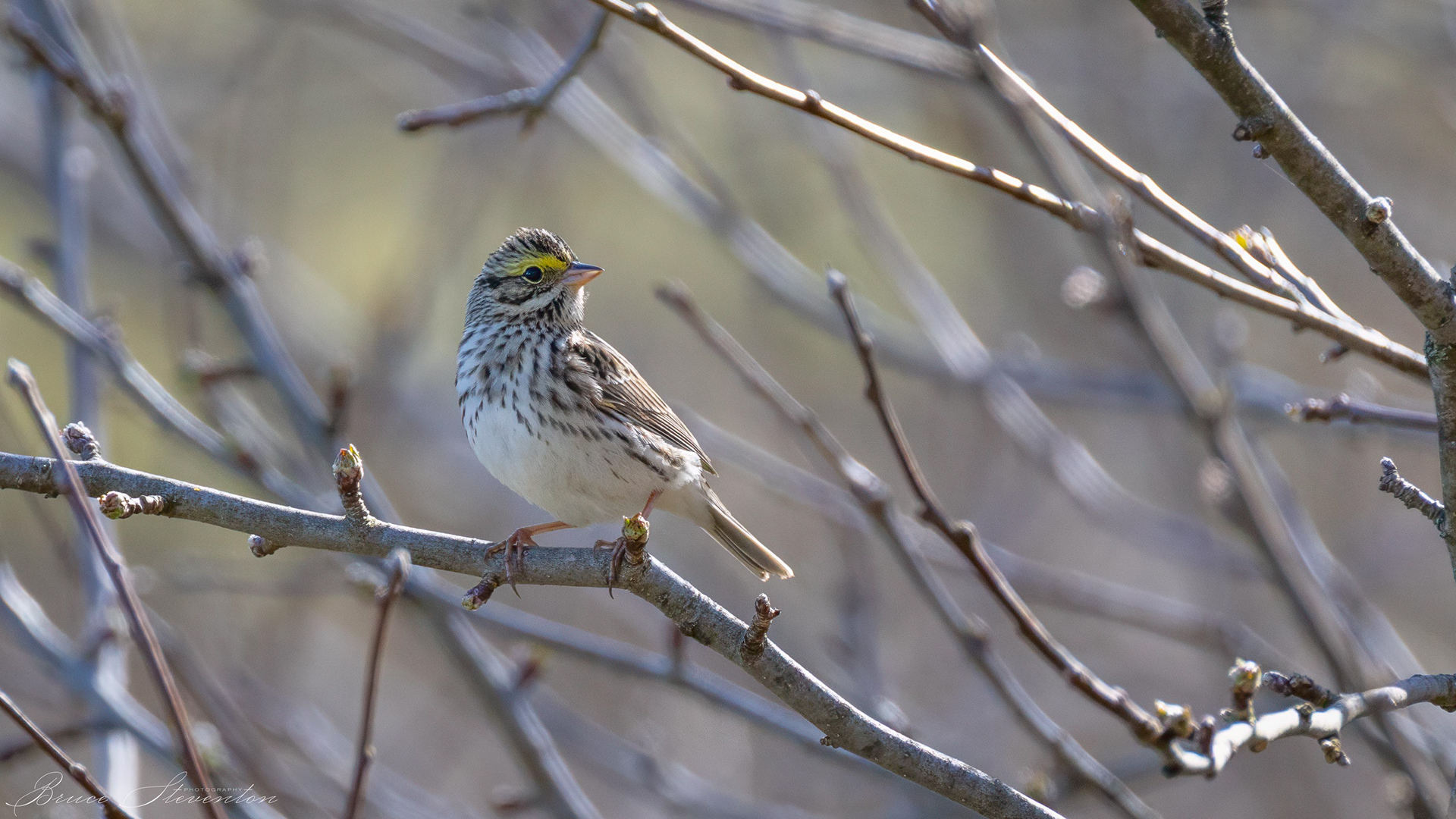 Savannah Sparrow
