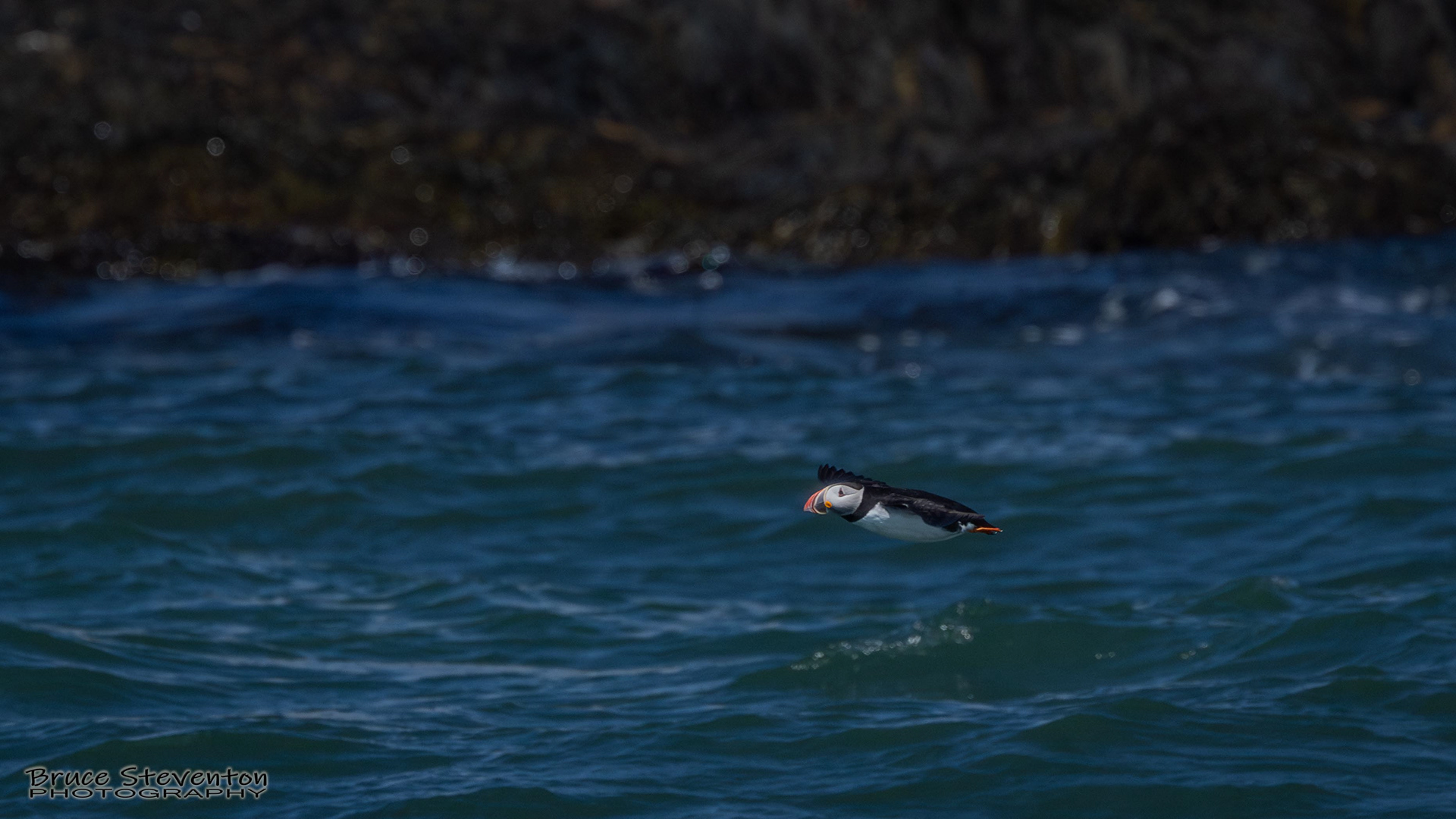 Atlantic Puffin
