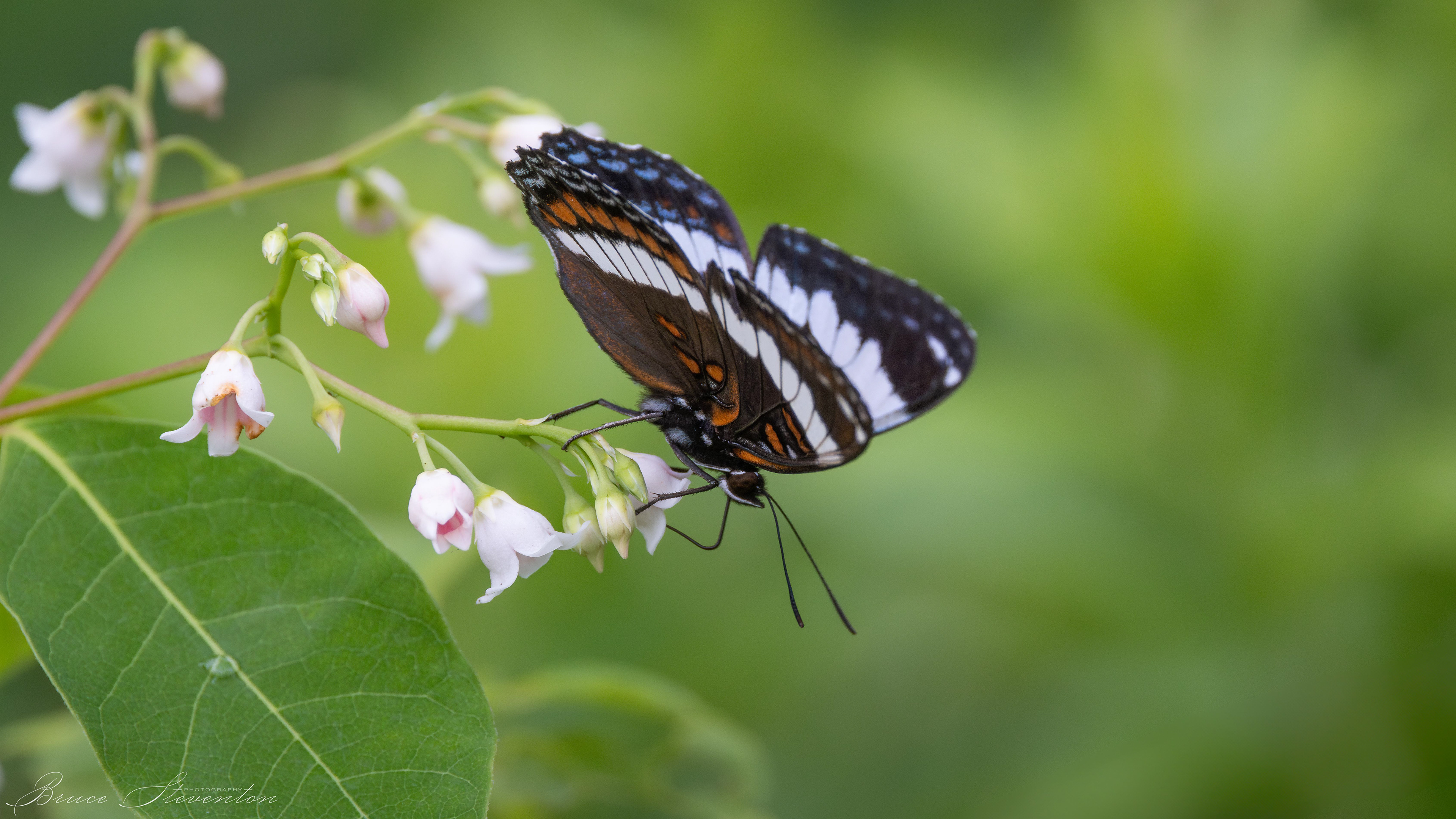 White-banded Admiral feeding