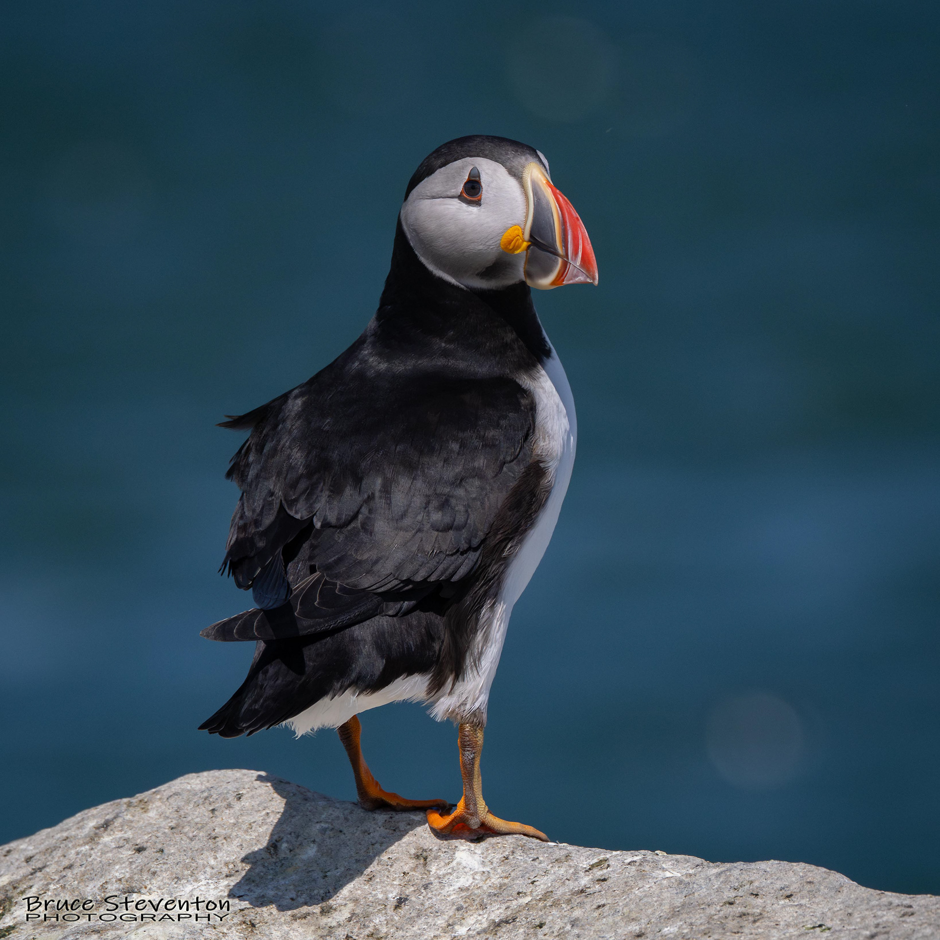 Atlantic Puffin